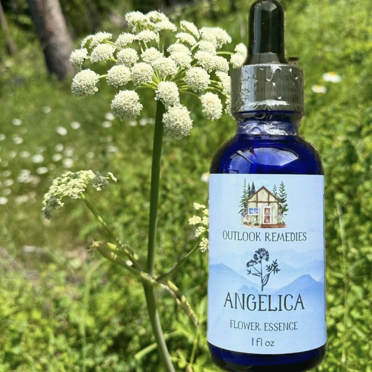 Angelica  Flower Essence, 1 oz dropper bottle
