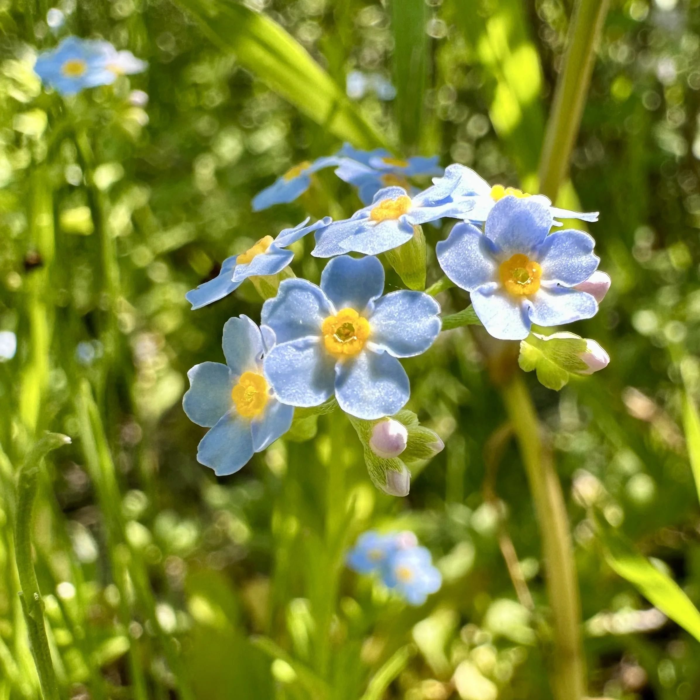 Forget Me Not Flower Essence, 1 oz dropper bottle