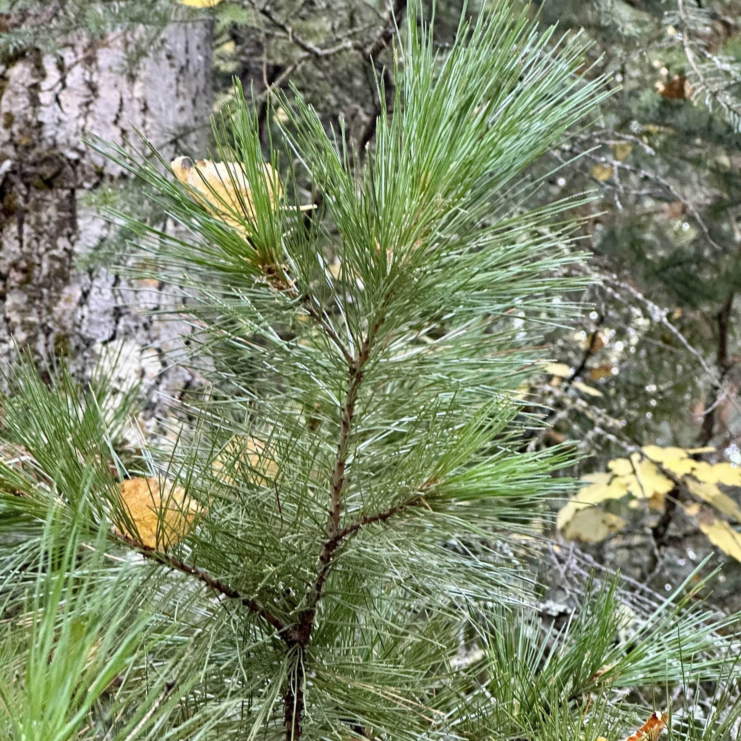 IMG_4041.jpeg