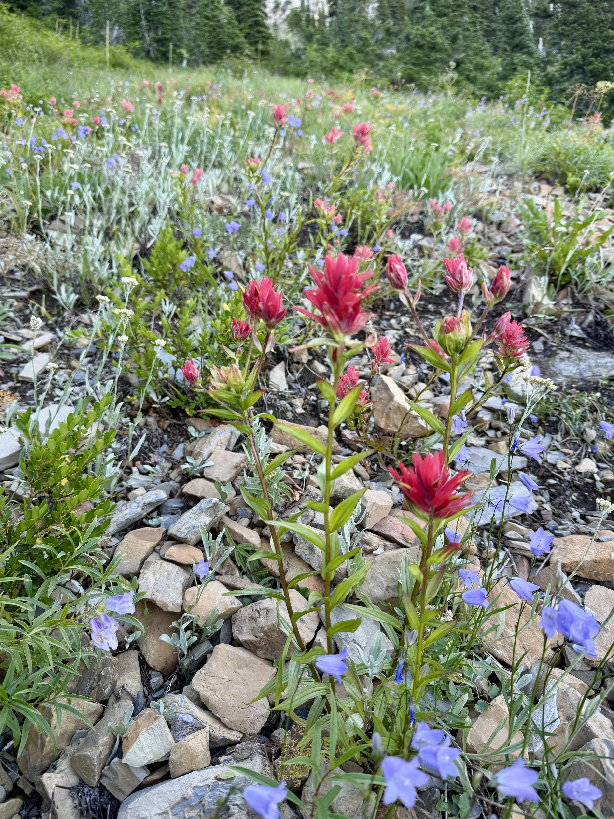 Close-up of colorful wildflowers growing amid rocks in a natural landscape.