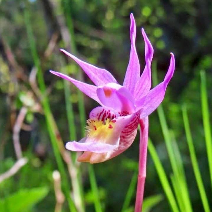 Fairy Slipper Flower Essence, 1 oz dropper
