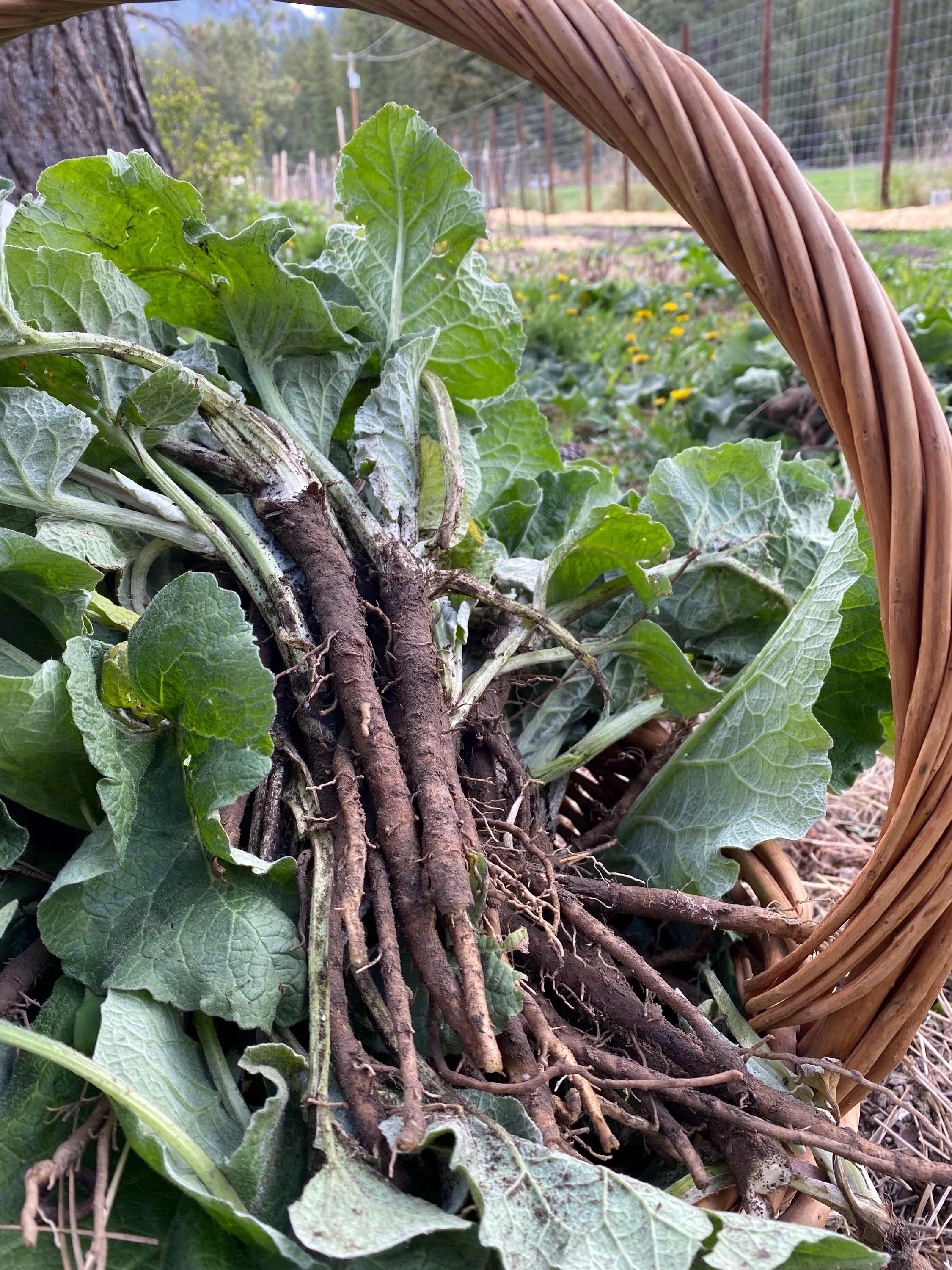 Close-up of a woven basket filled with fresh burdock root.