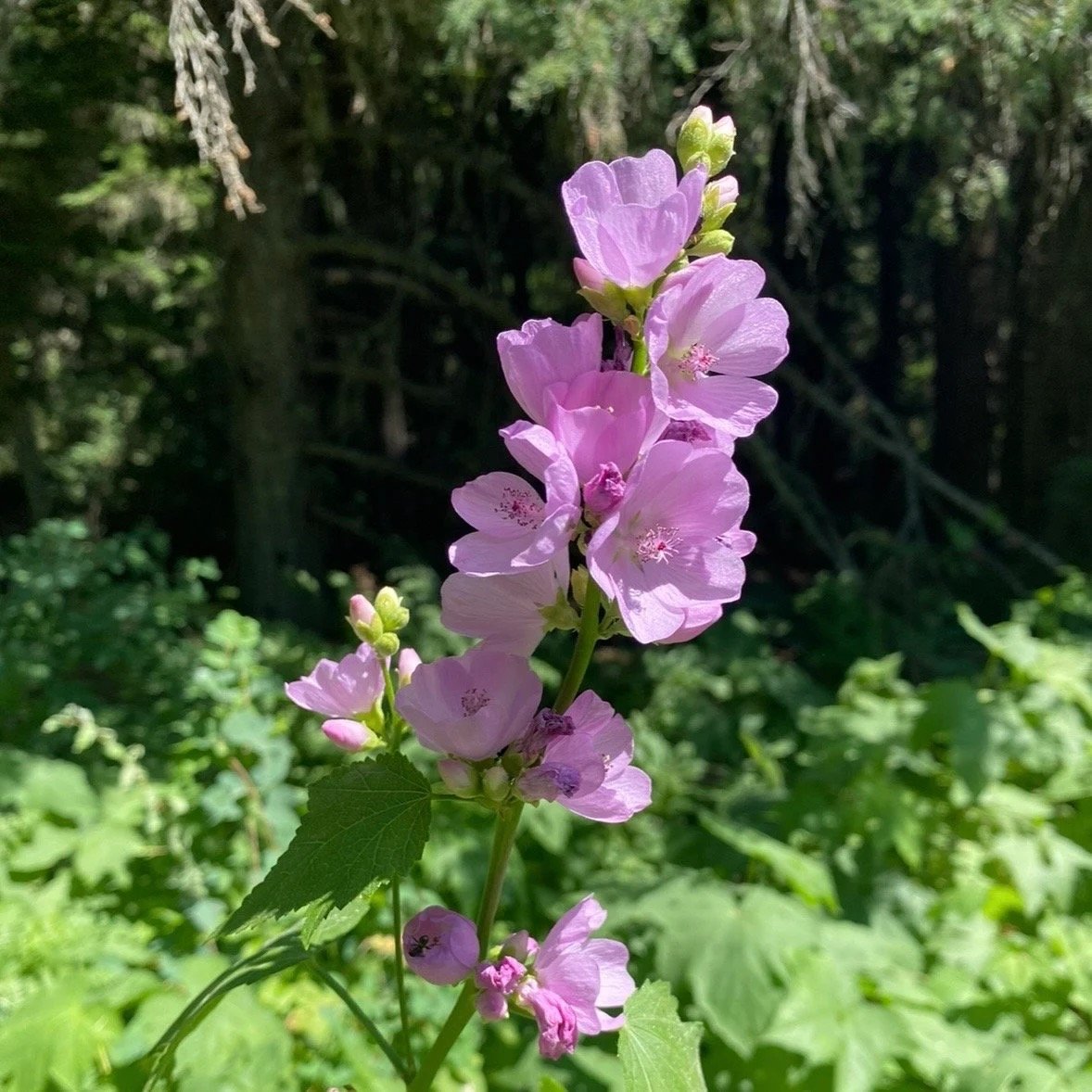 Mountain Hollyhock Flower Essence, 1 oz dropper bottle