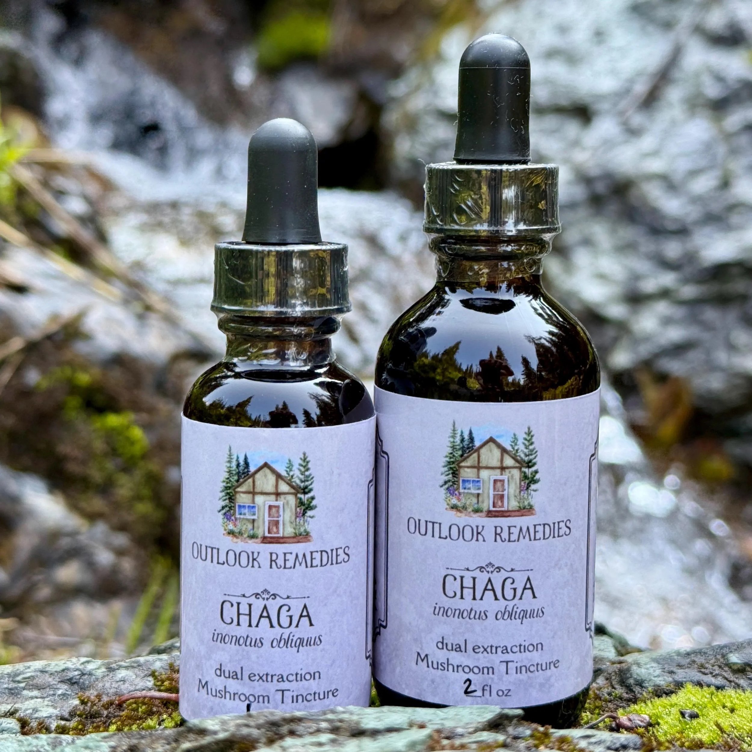 Chaga Mushroom Tincture