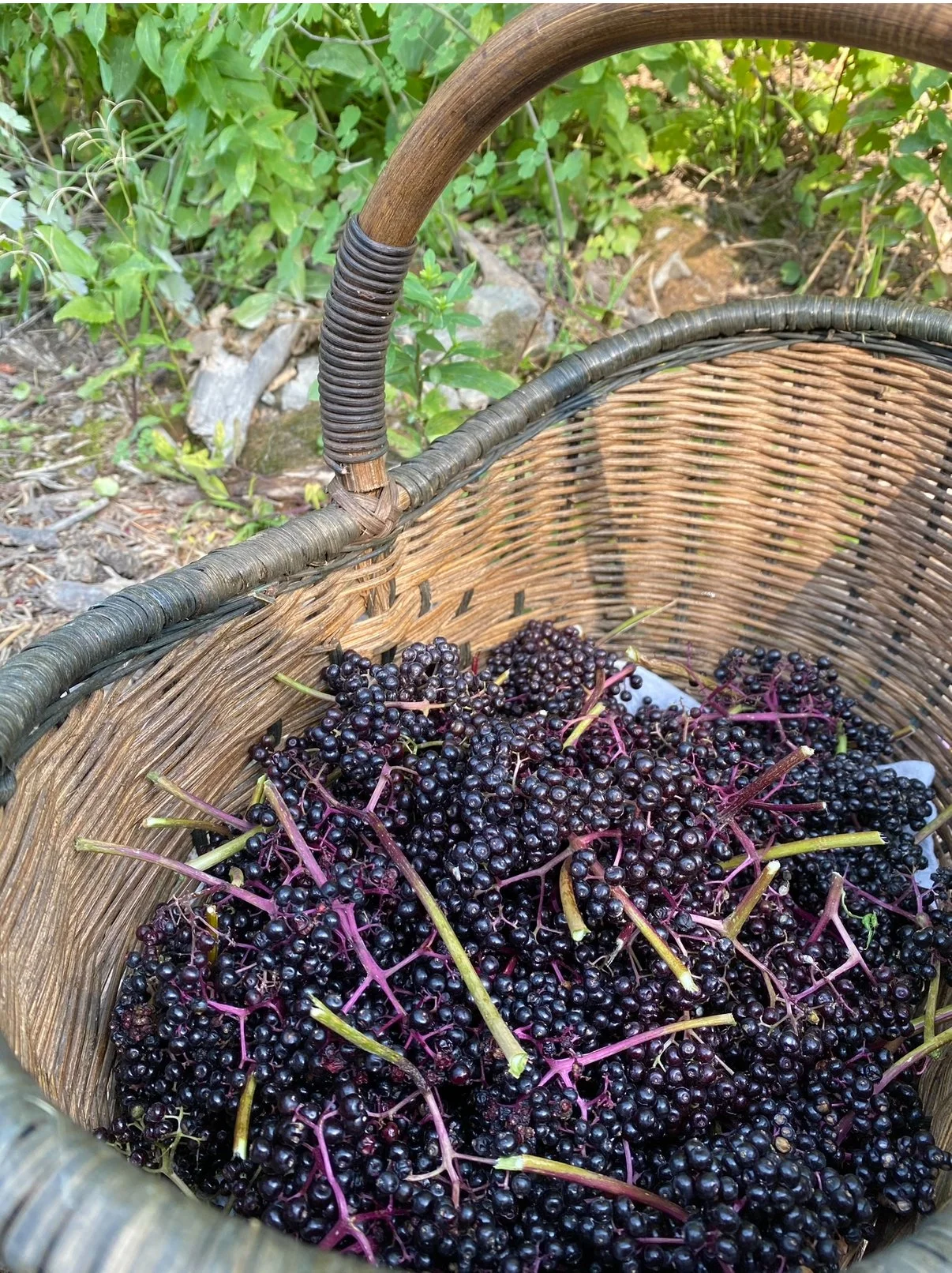 A woven basket filled with freshly picked elderberries, resting on outdoor ground with green foliage background.