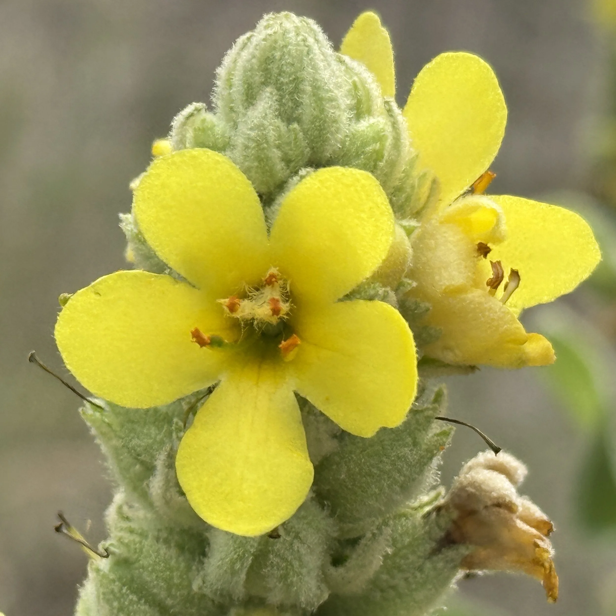 Mullein Flower Essence, 1 oz dropper bottle