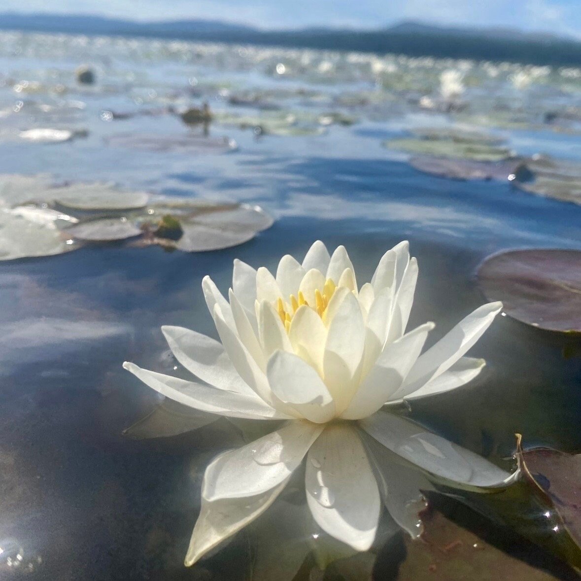 White Water Lily  Flower Essence, 1 oz dropper bottle