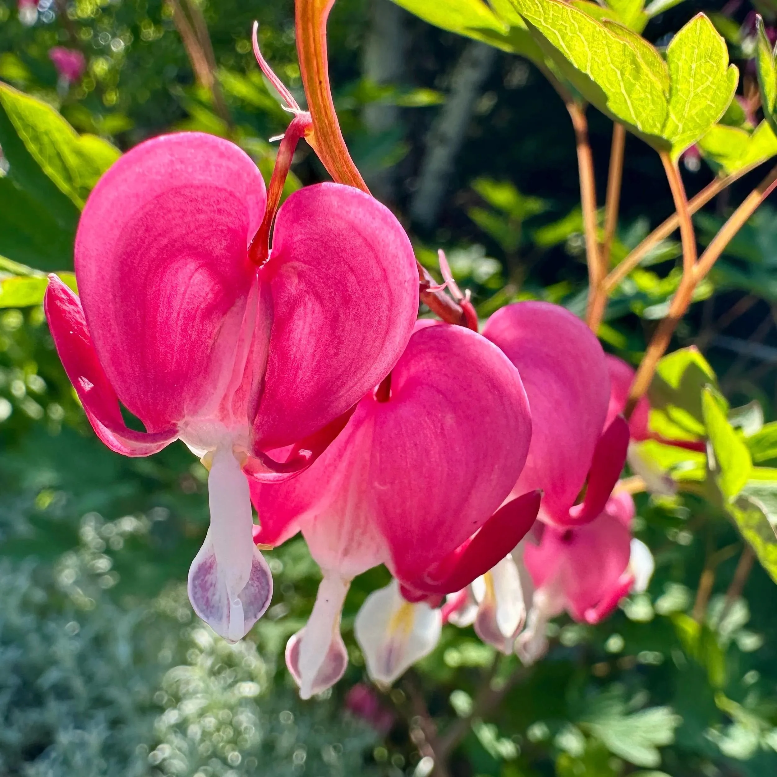 Bleeding Heart Flower Essence, 1 oz dropper bottle