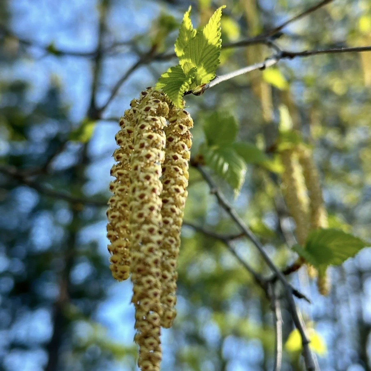 Birch Flower Essence, 1 oz dropper bottle