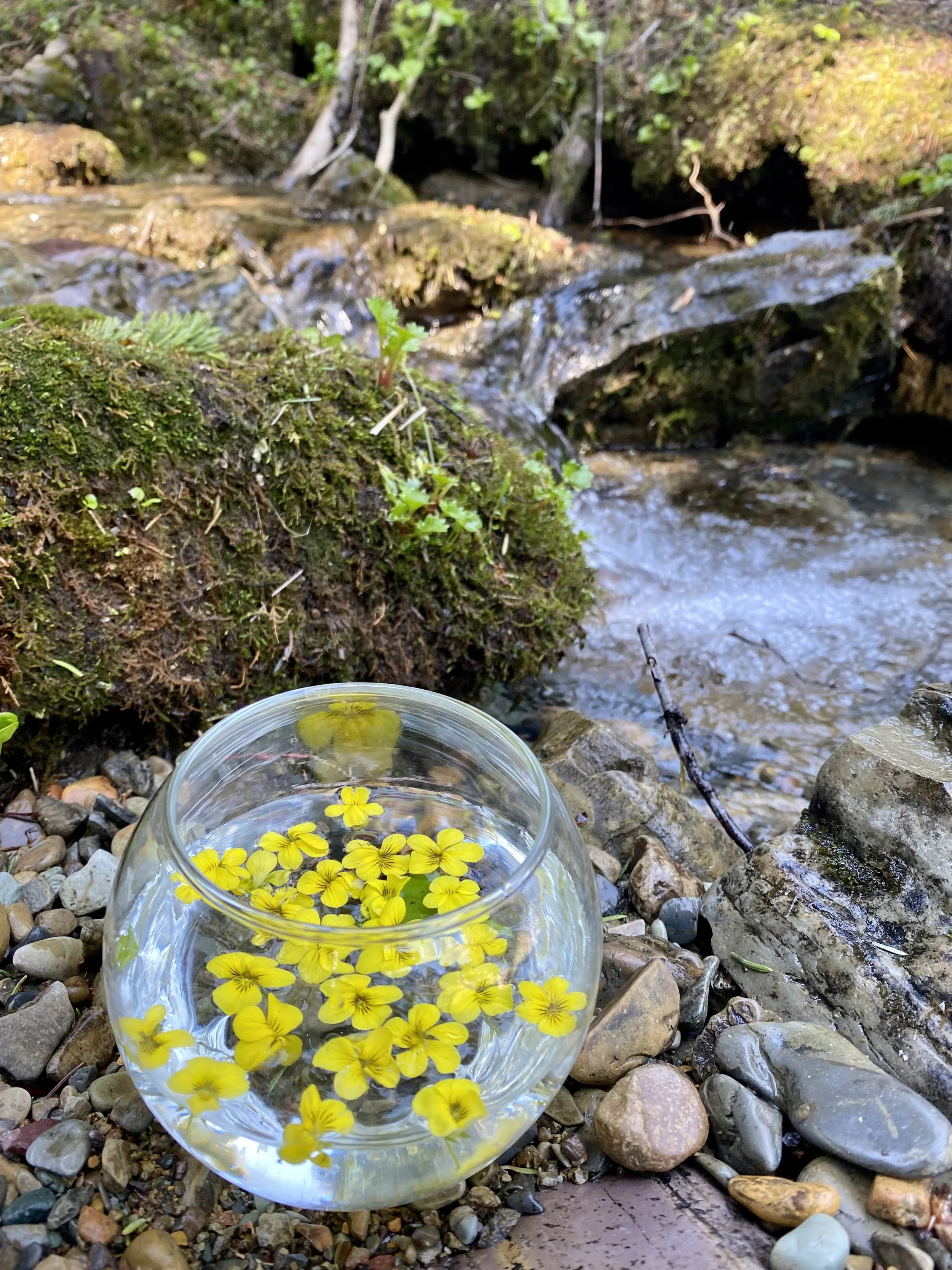 A clear glass bowl filled with water and floating yellow flowers is placed on a bed of small rocks next to a small stream or creek with moss-covered rocks and green vegetation in the background.