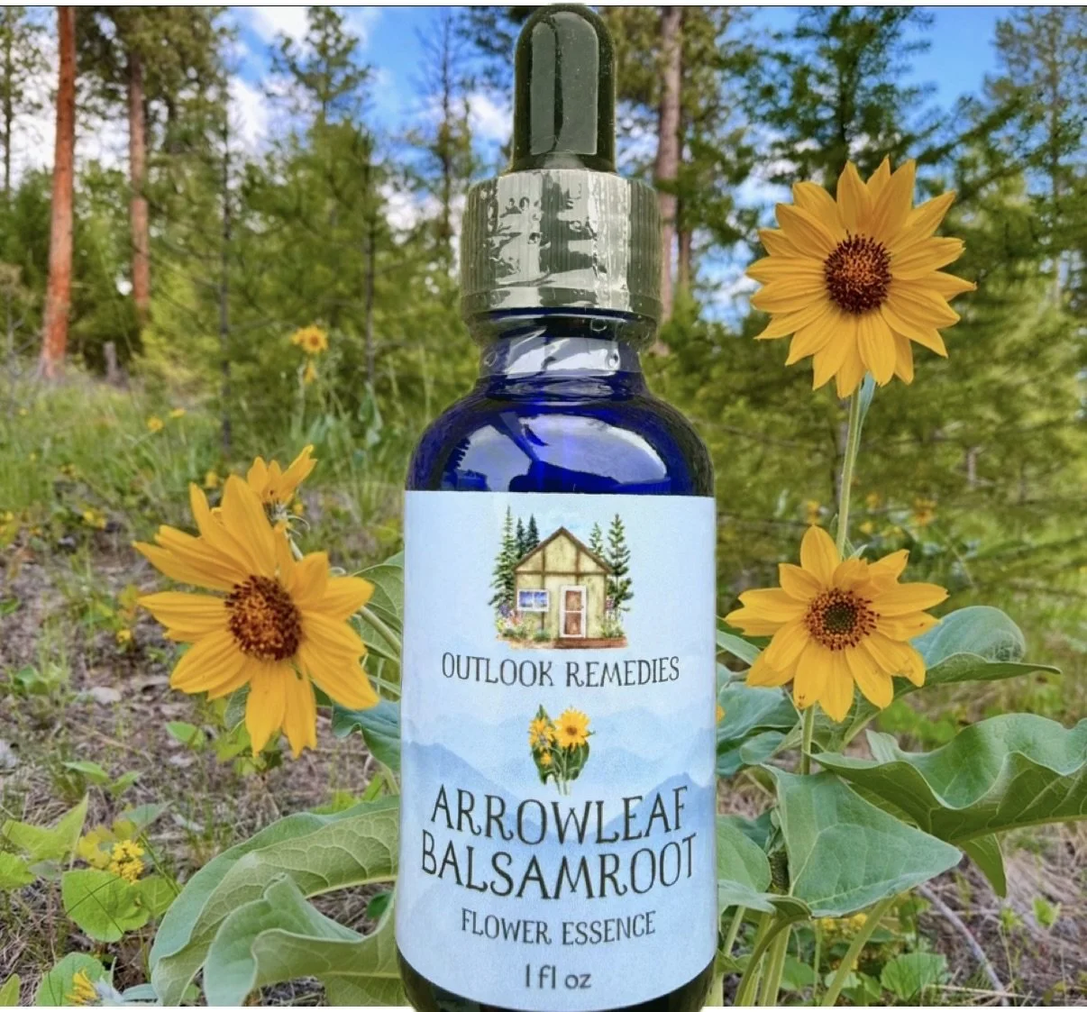 Arrowleaf Balsamroot Flower Essence, 1 oz dropper bottle