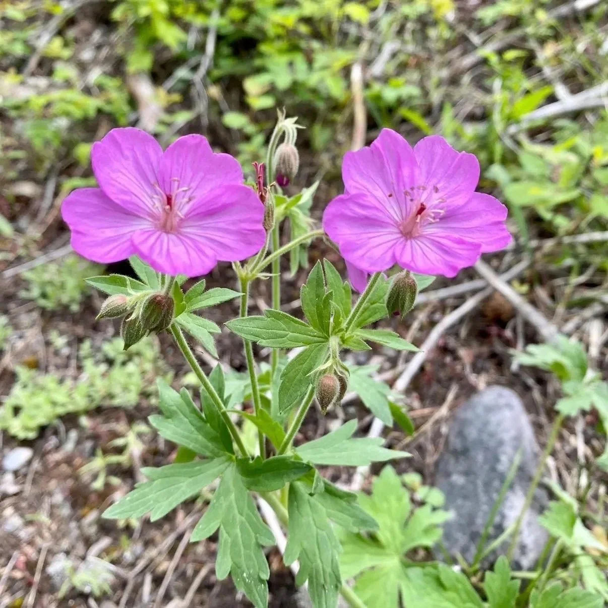 Wild Geranium Flower Essence, 1 oz dropper bottle