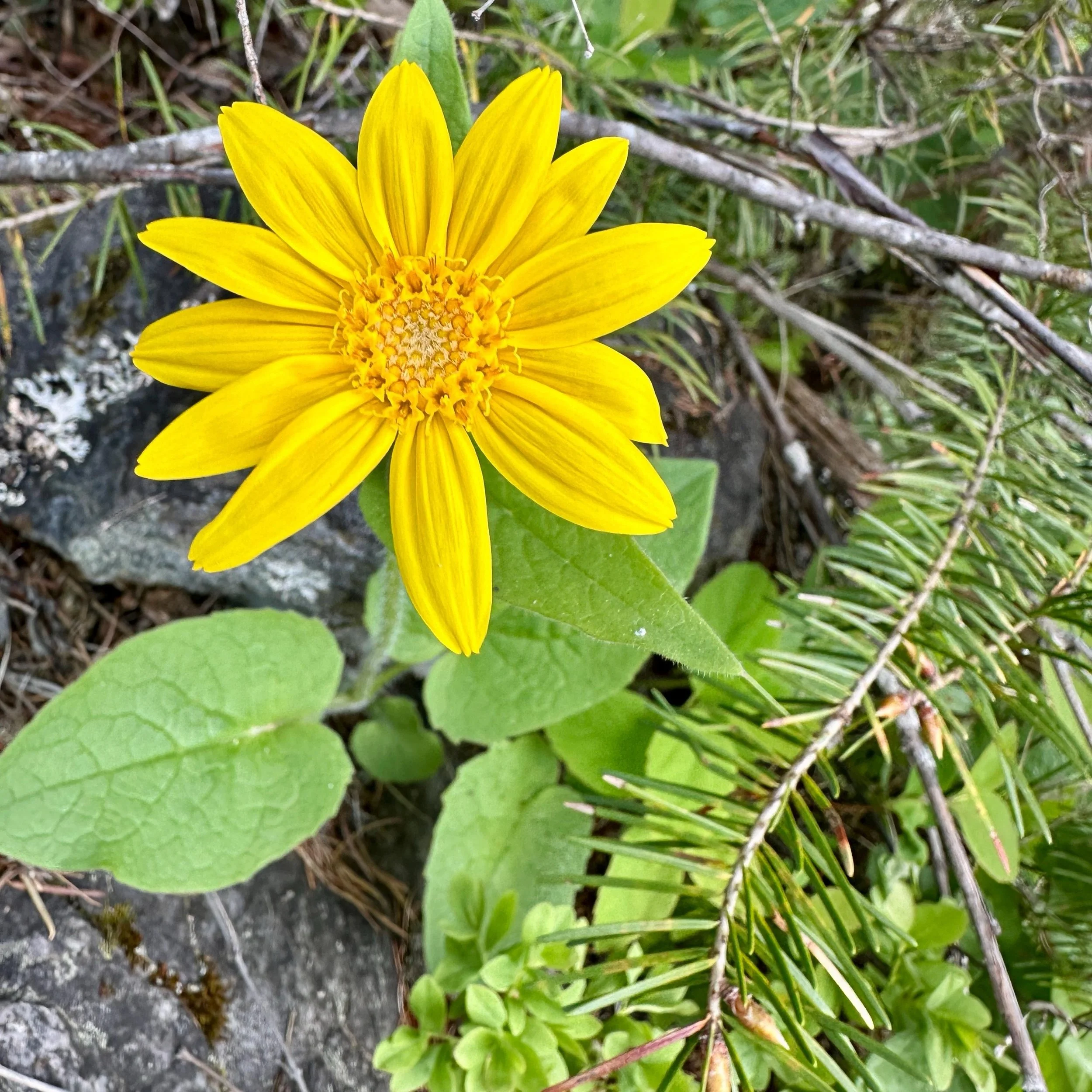 Arnica Flower Essence, 1 oz dropper bottle