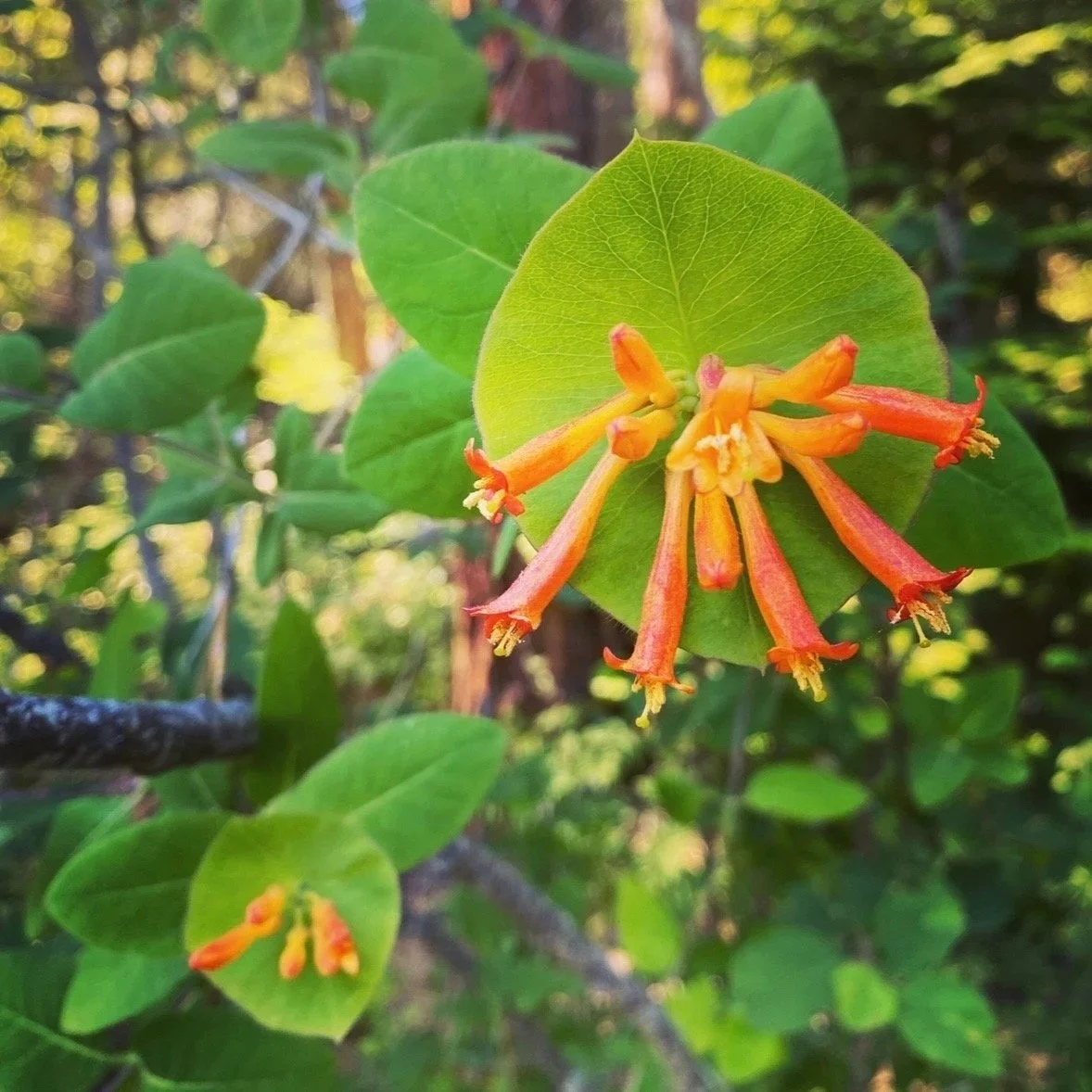 Honeysuckle Flower Essence, 1 oz dropper bottle
