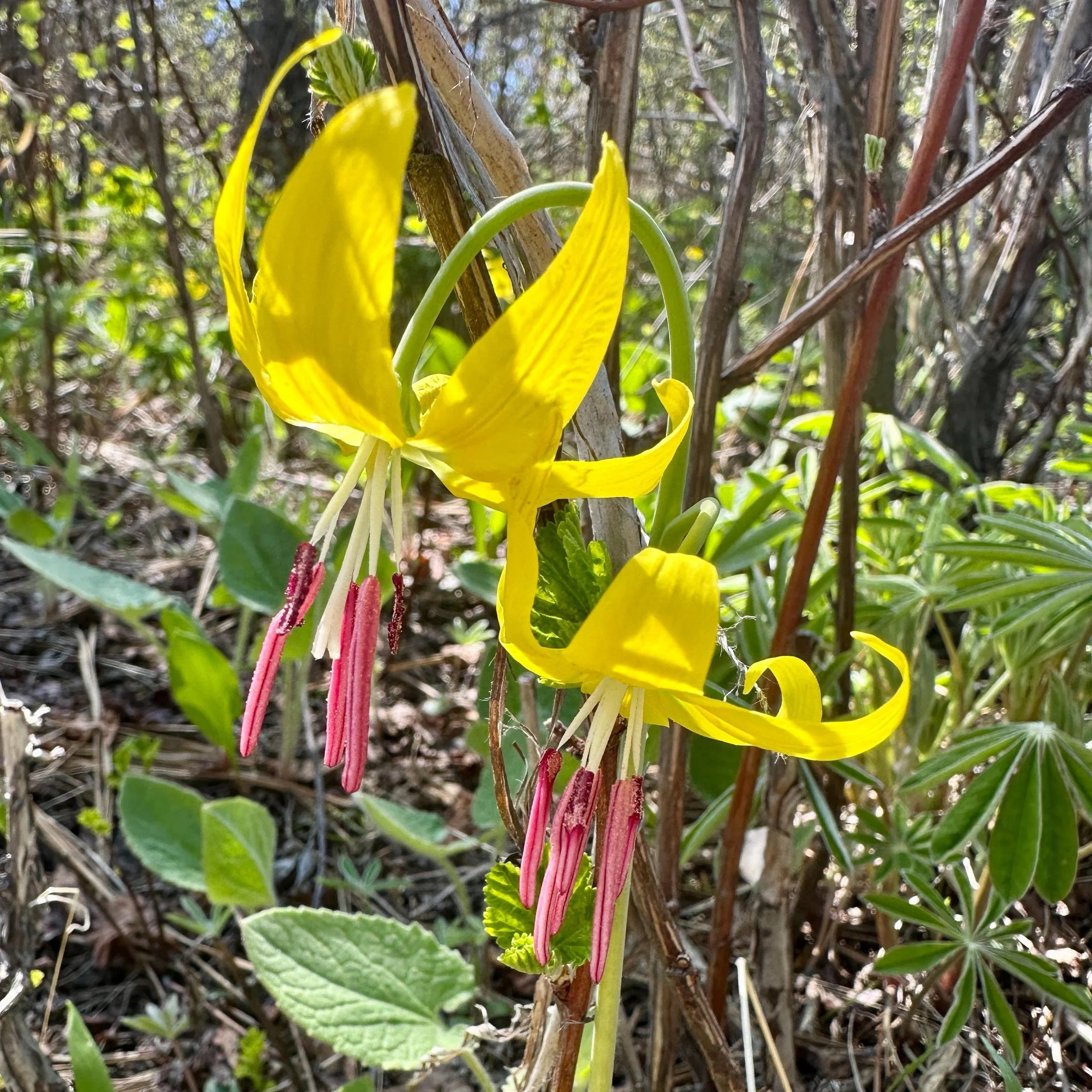 Glacier Lily Flower Essence, 1 oz dropper bottle