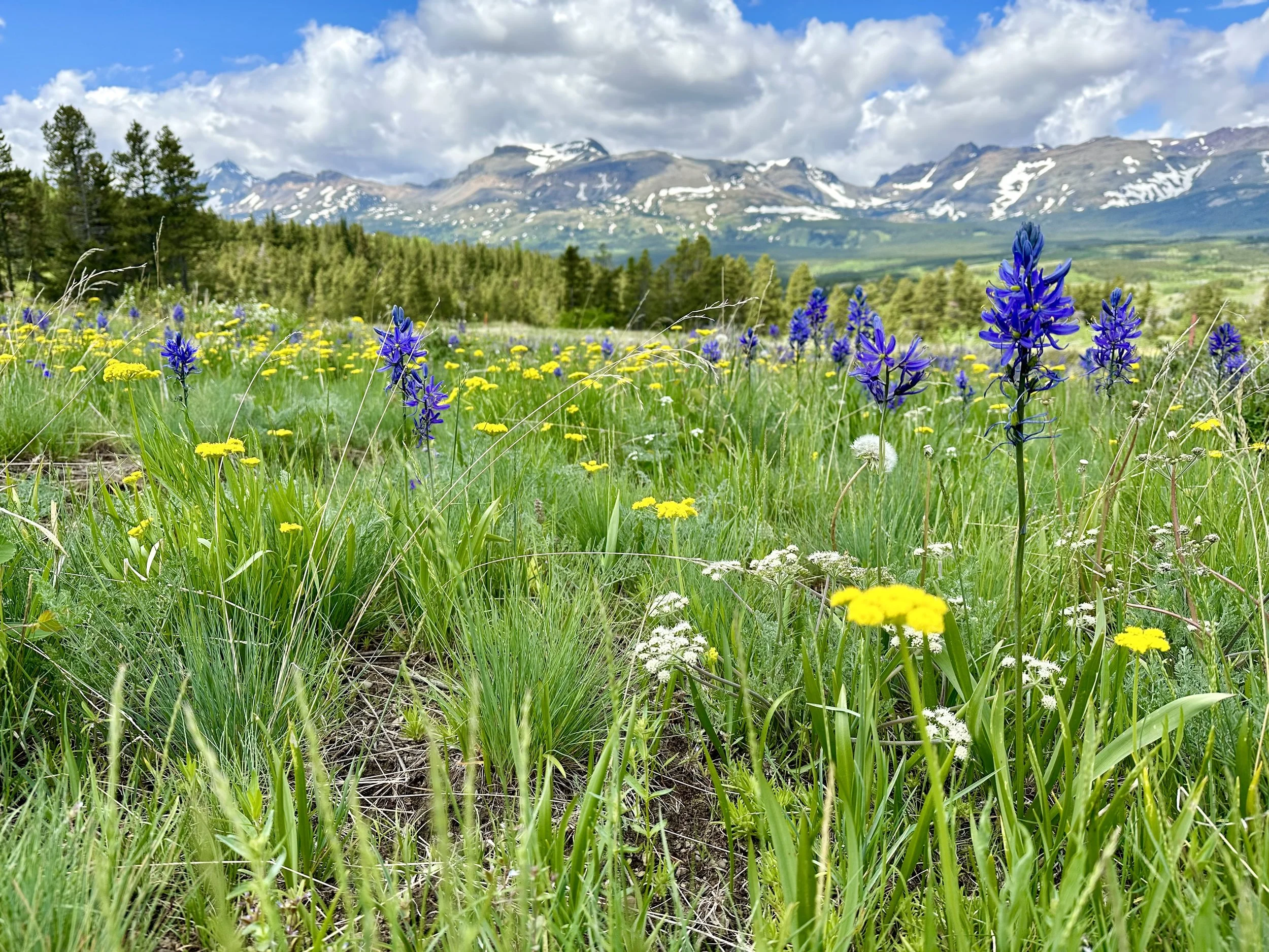 A vibrant meadow with yellow and white wildflowers and tall blue flowers in the foreground, with a backdrop of green trees and snow-capped mountains under a partly cloudy sky.