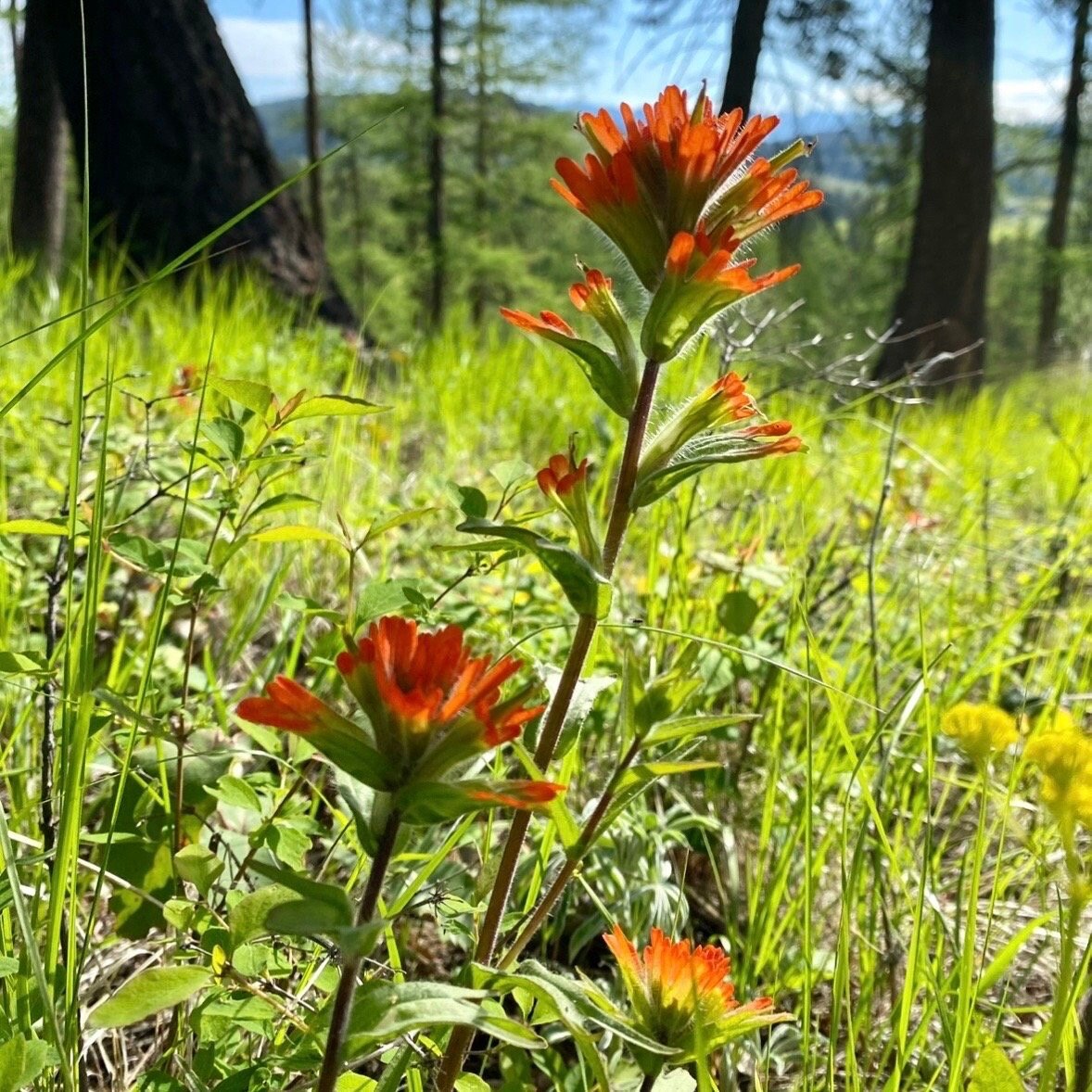 Indian Paintbrush Flower Essence, 1 oz dropper bottle