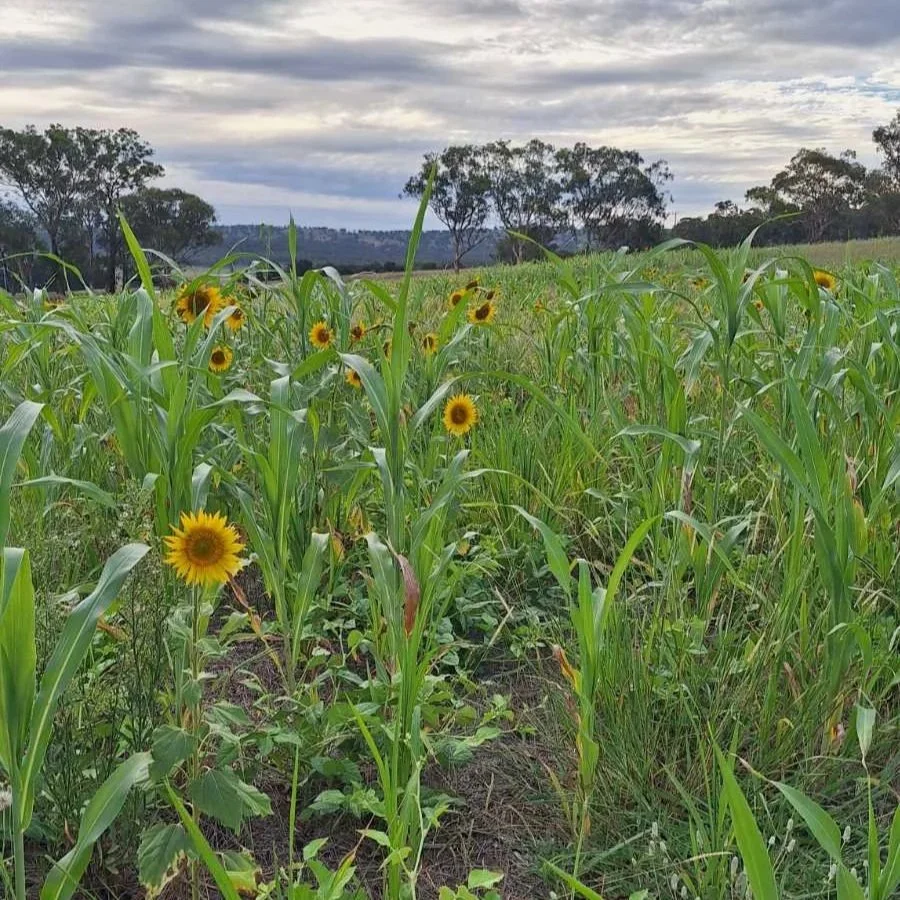 What’s a cover crop?