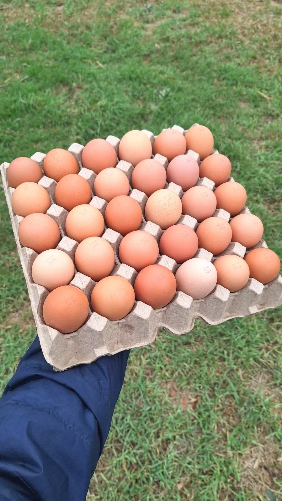 Tray of 30 Pasture Raised Eggs