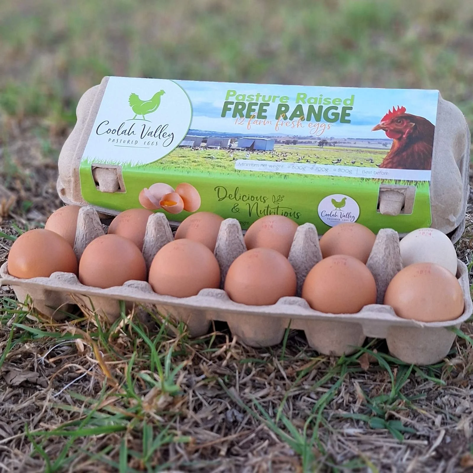 Dozen Carton Pasture Raised Eggs