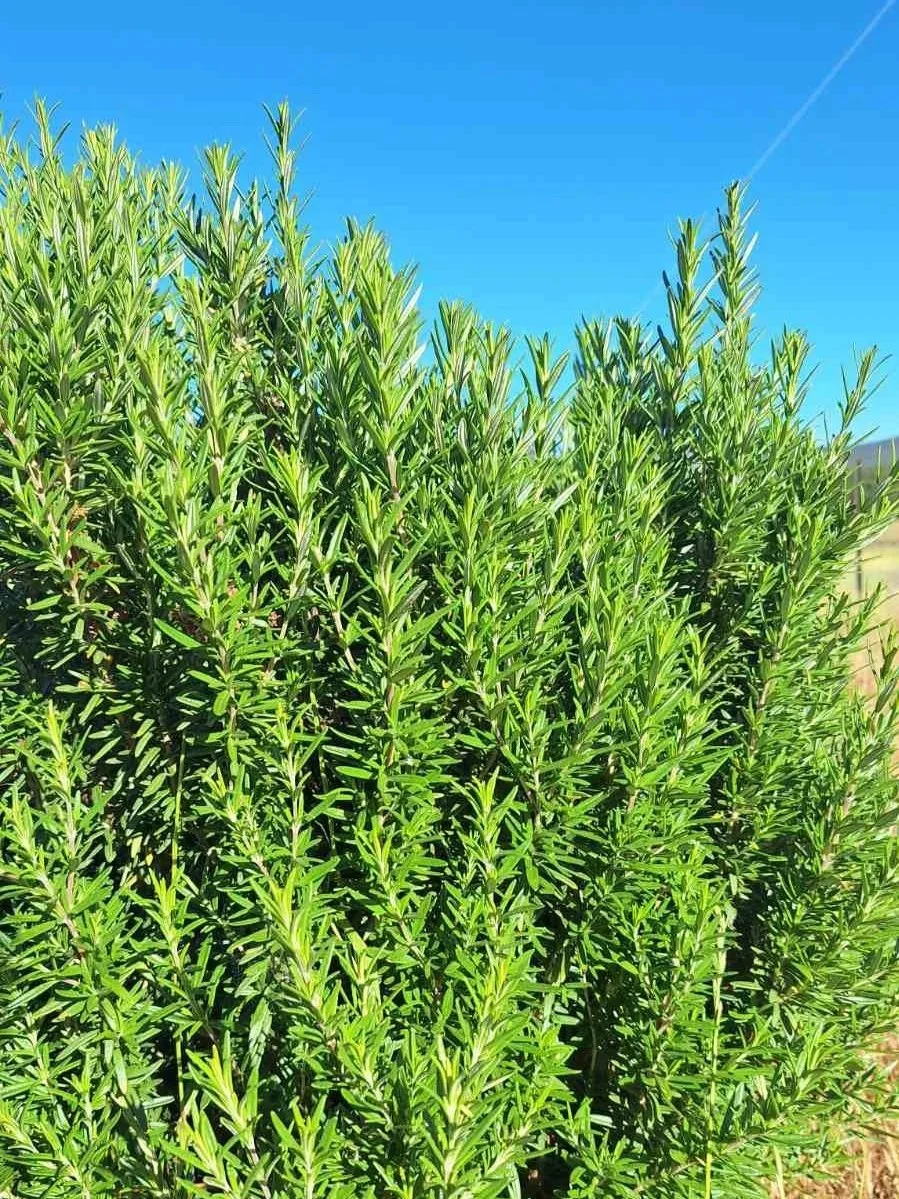 rosemary+2.jpg