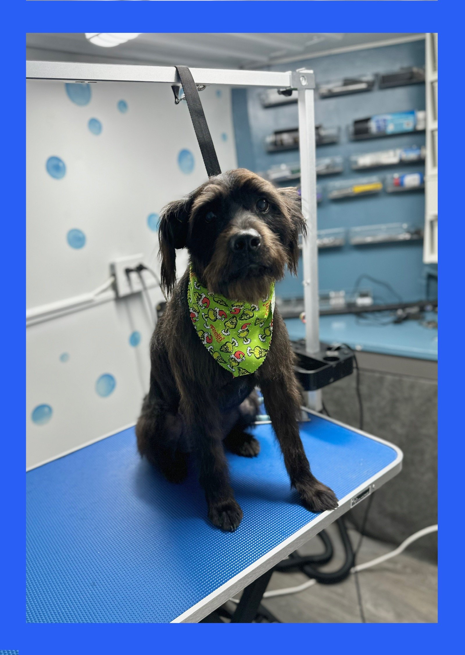 A small black dog with brown markings and a green bandana sits on a grooming table in a pet grooming salon.