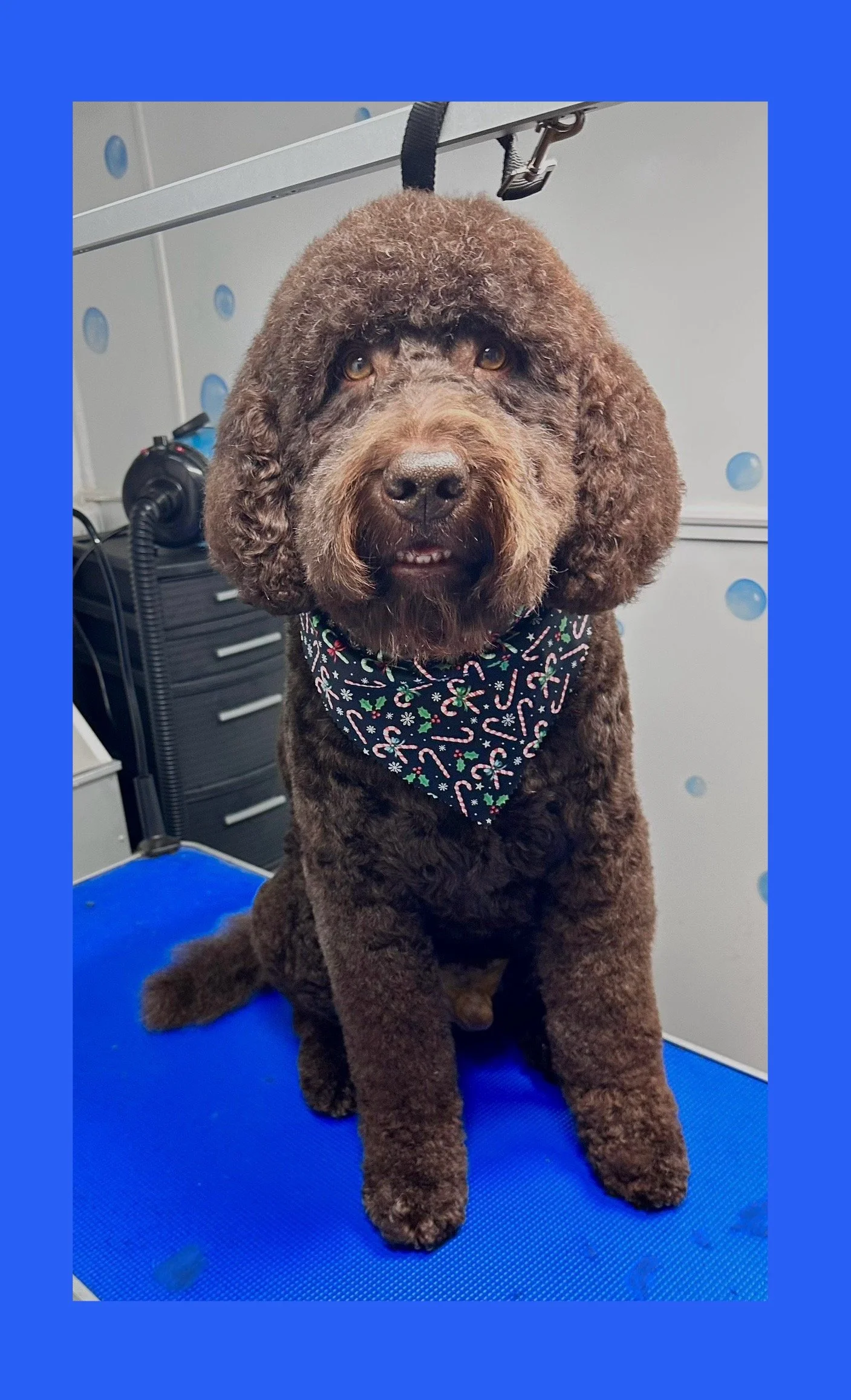 Brown curly-haired dog wearing a festive bandana sitting on a blue grooming table in a grooming salon.