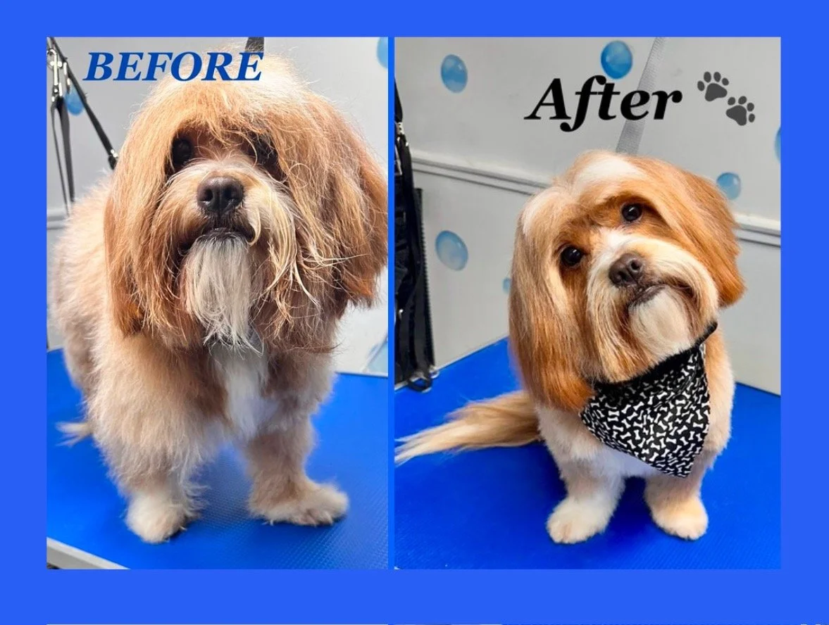 Comparison of a fluffy dog before and after grooming, with the dog wearing a bandana in the after image.