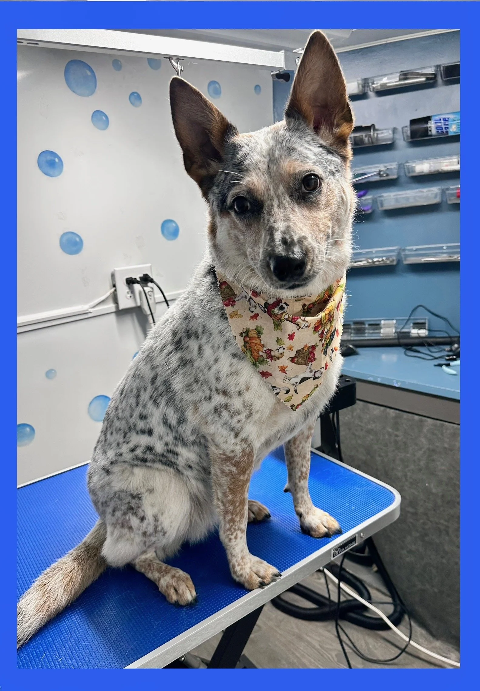 A medium-sized dog with a spotted coat, sitting on a blue grooming table, wearing a colorful bandana with animal patterns, in a grooming or veterinary setting.
