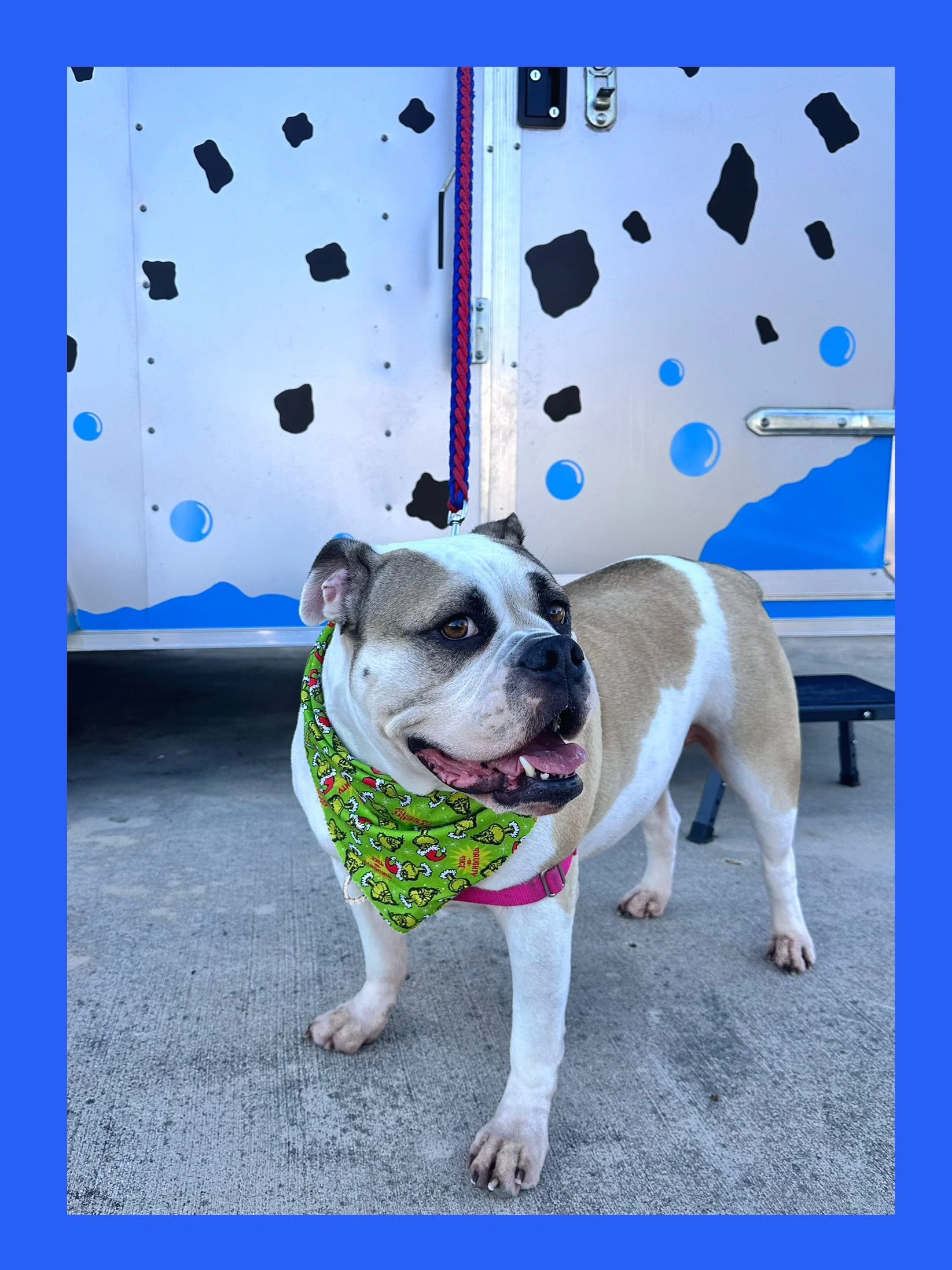 A happy bulldog wearing a green bandana with holiday patterns and a pink harness, standing on concrete outside blue and white painted climbing wall.