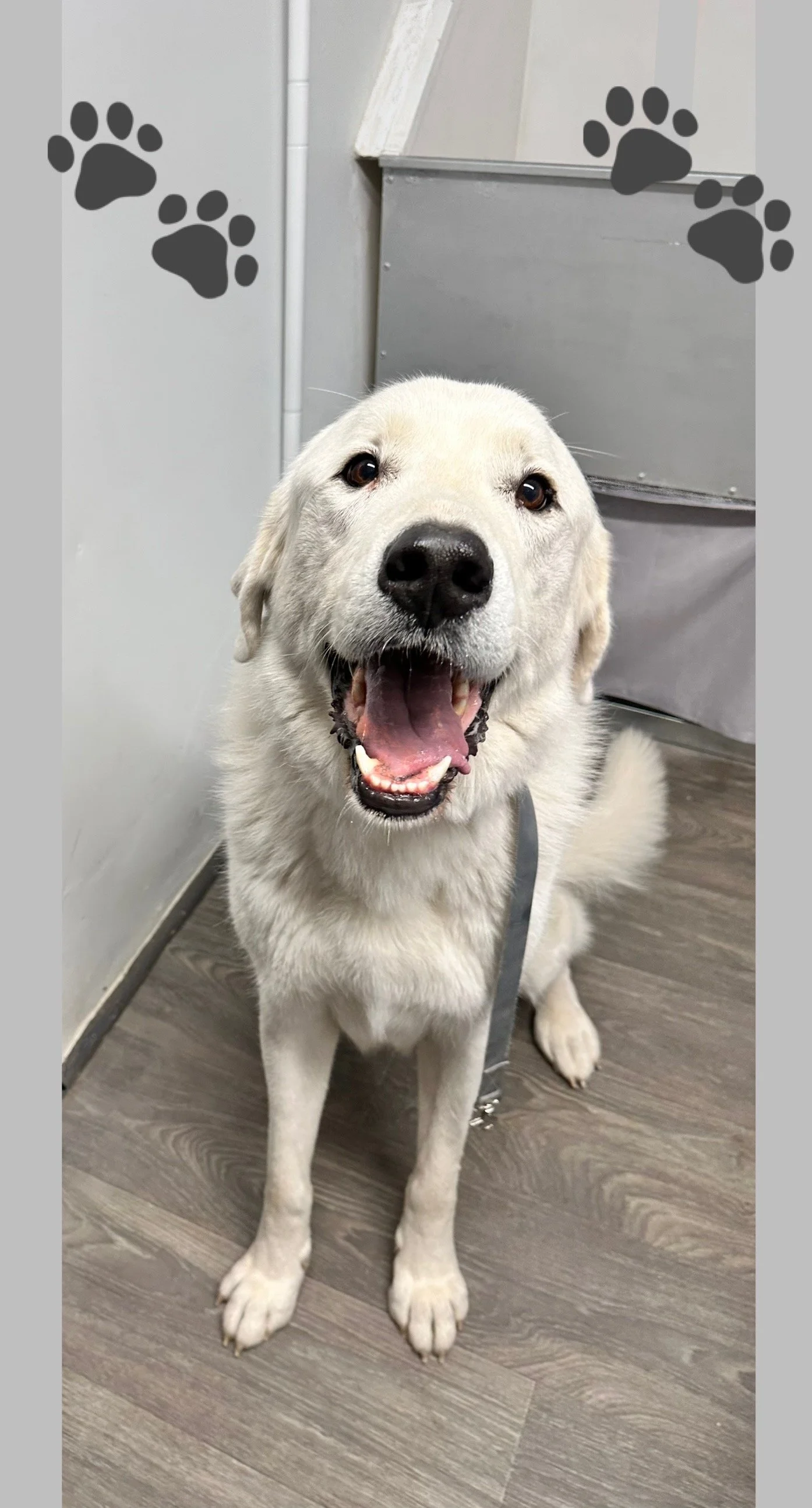 A happy yellow Labrador Retriever dog sitting on a wooden floor, smiling with mouth open, against a gray wall with black paw print decorations.