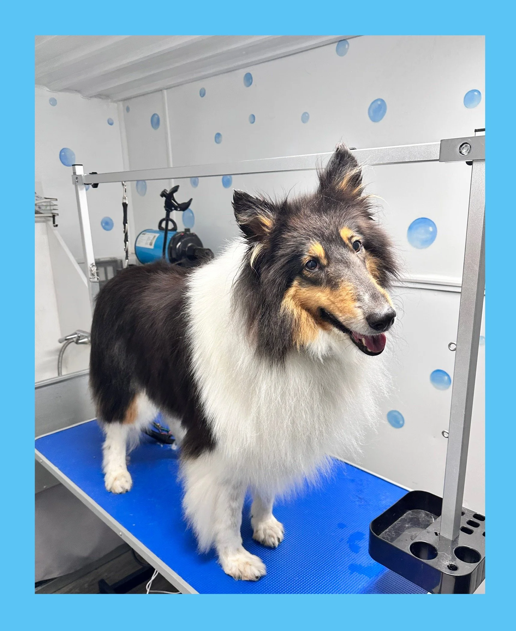 A Shetland Sheepdog with a fluffy coat standing on a grooming table in a pet grooming station.