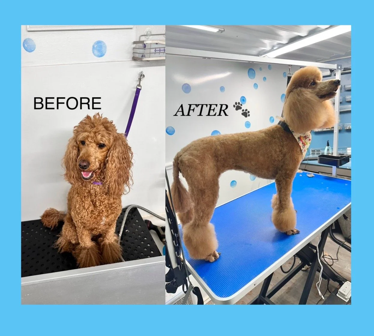 Side-by-side comparison of a dog before and after grooming. The left shows a curly-haired, untrimmed dog sitting on a grooming table. The right shows the same dog after grooming, with a neatly trimmed, shorter coat and a bandana around its neck, standing on a grooming table with a grooming salon background.