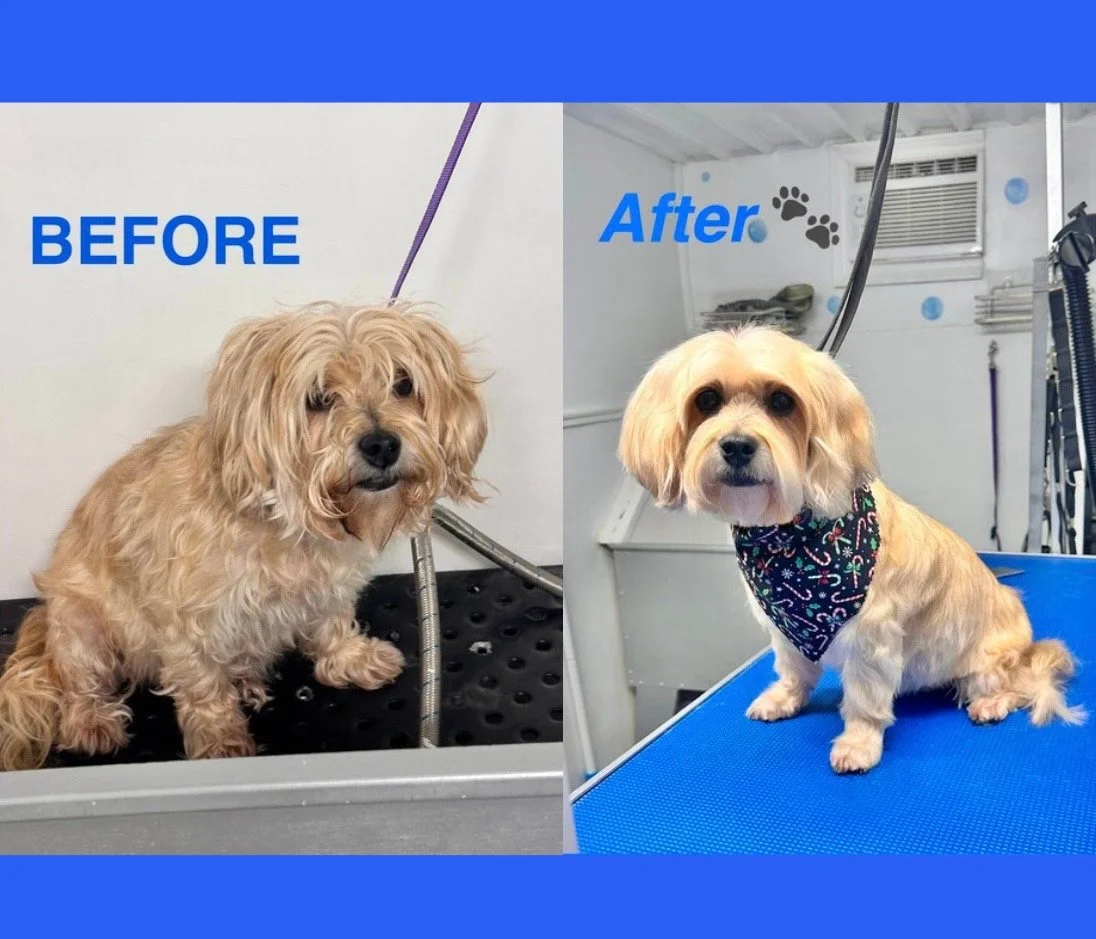 Side-by-side before and after photos of a small dog, showing groomed appearance in the after photo.