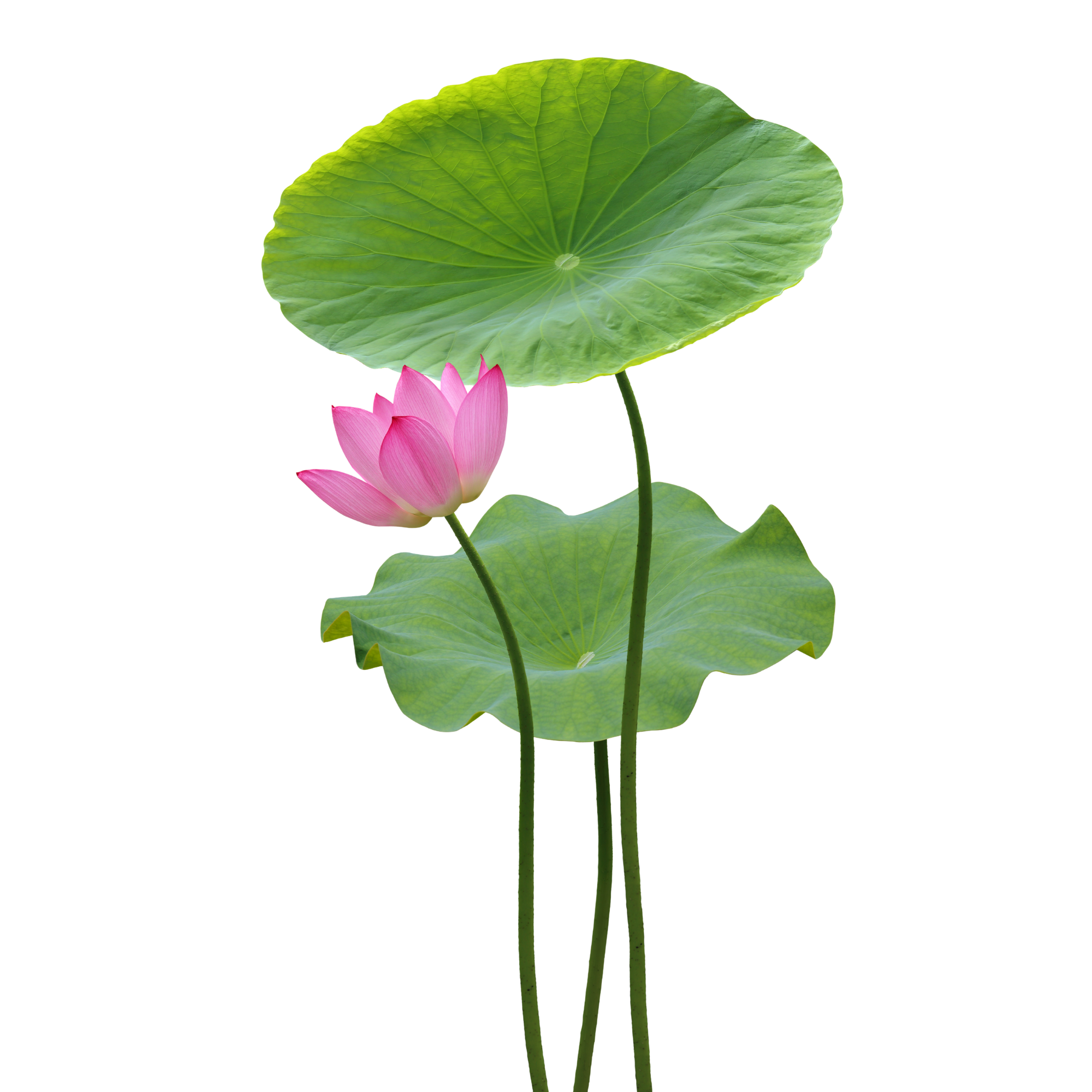 Pink lotus flower with large green leaves on a white background.