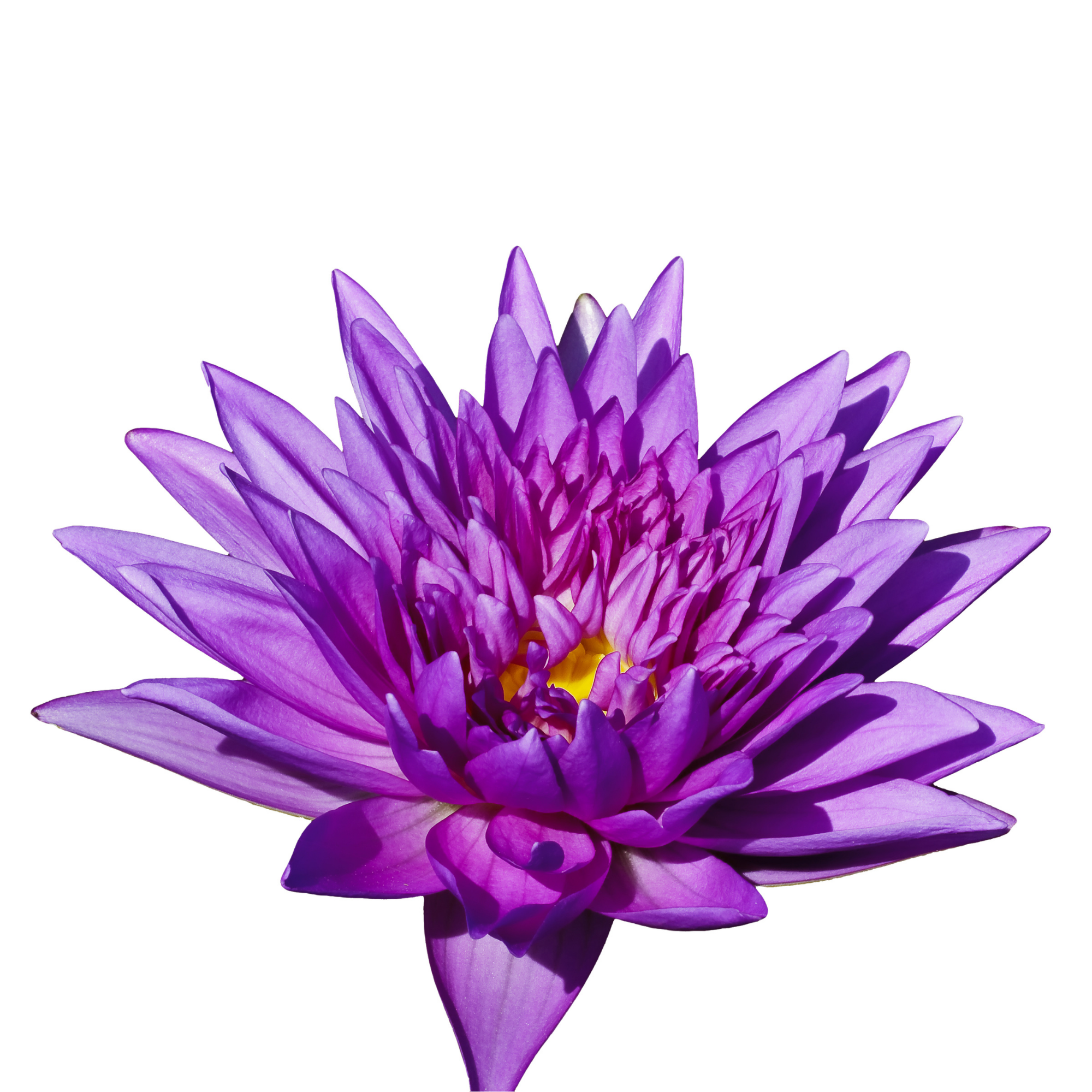 Close-up of a vibrant purple and pink flower with pointed petals against a white background.