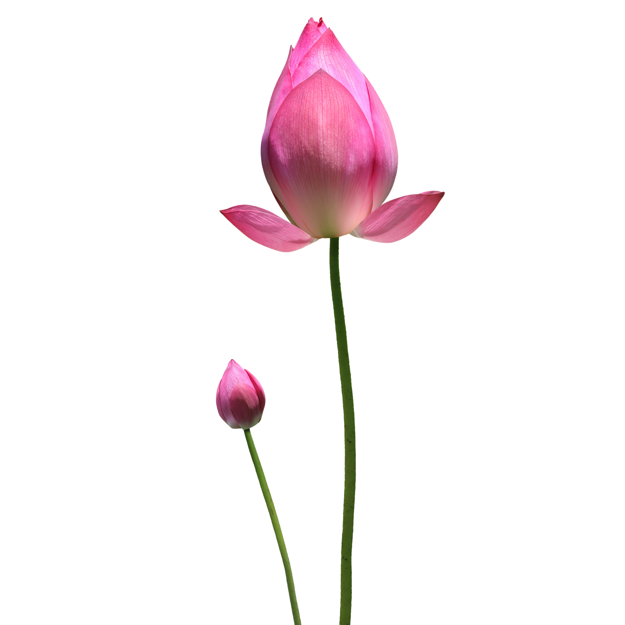Close-up of pink lotus flower with one unopened bud at the bottom