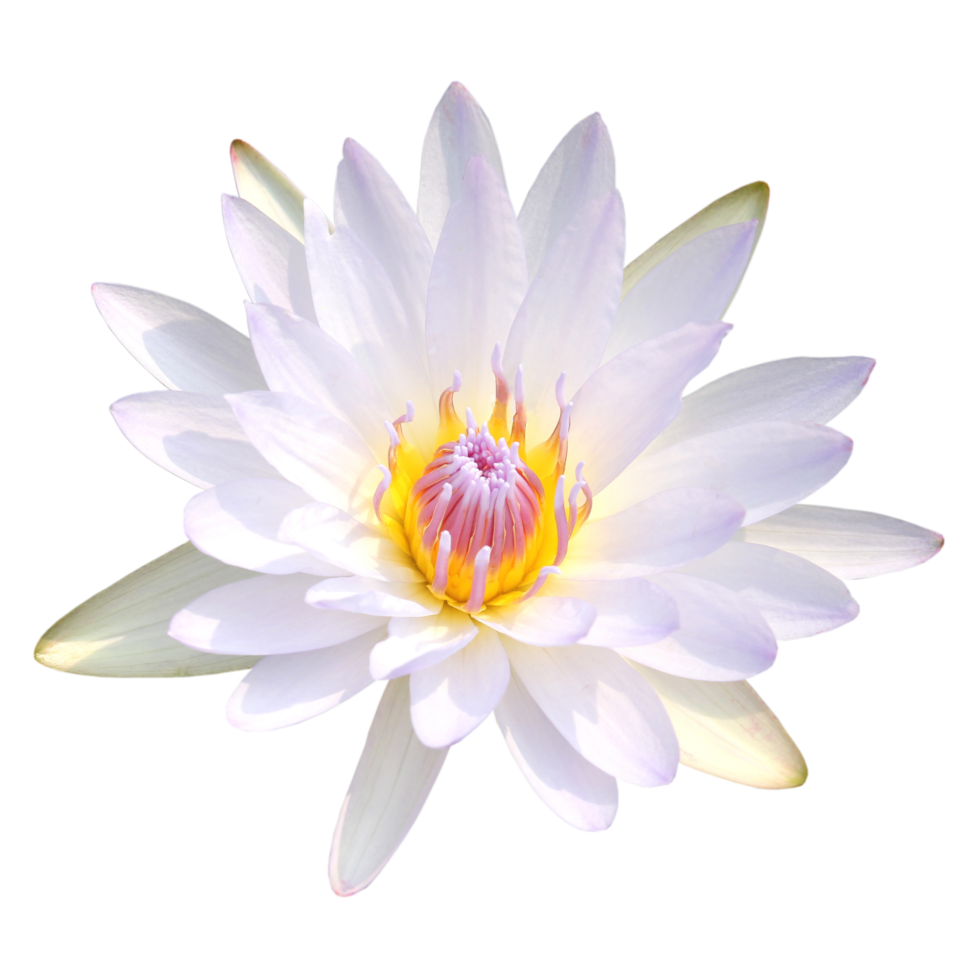 A white water lily flower with pale petals and a bright yellow and pink center, isolated on a black background.