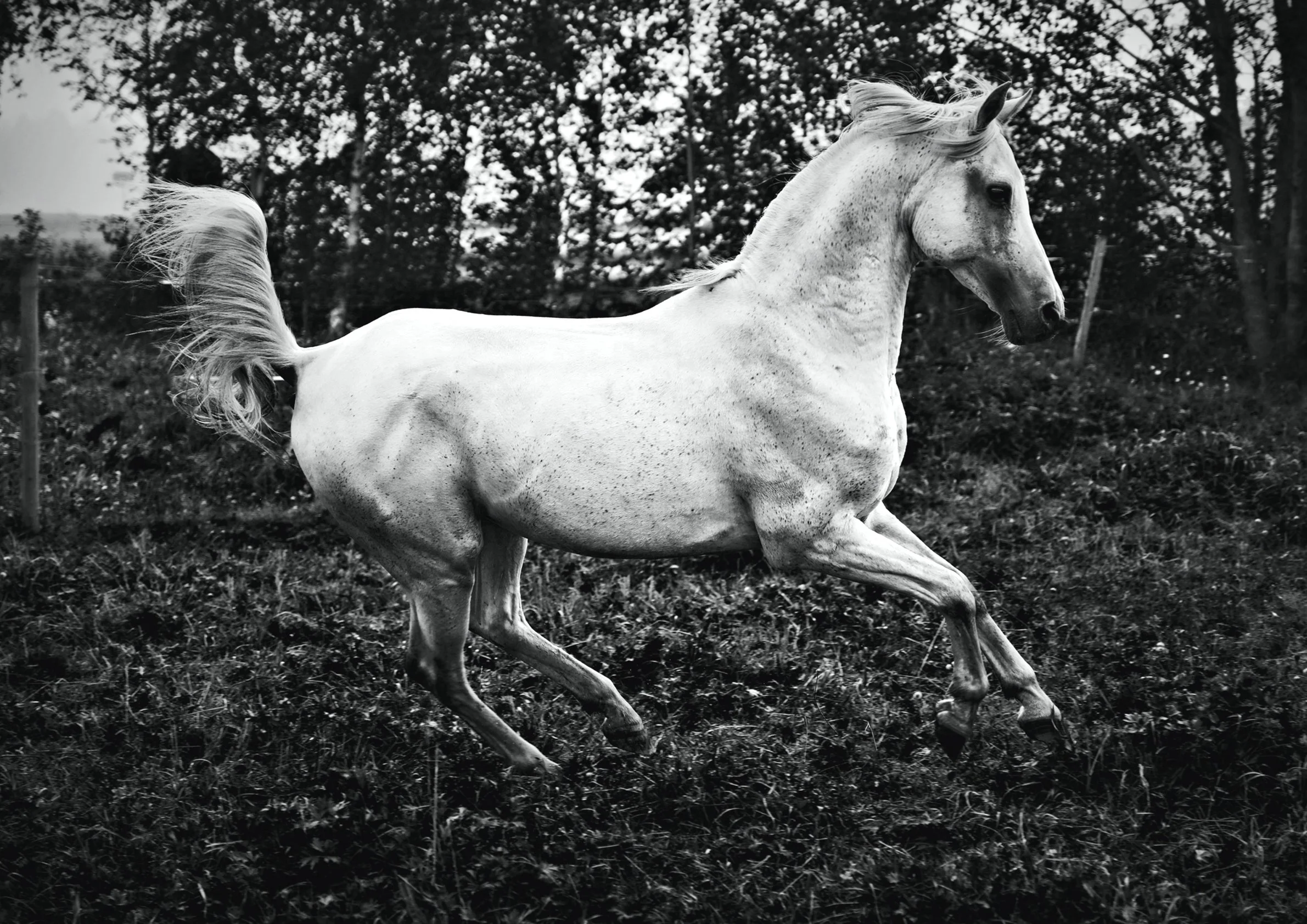 Comet Series_A4_2.jpg