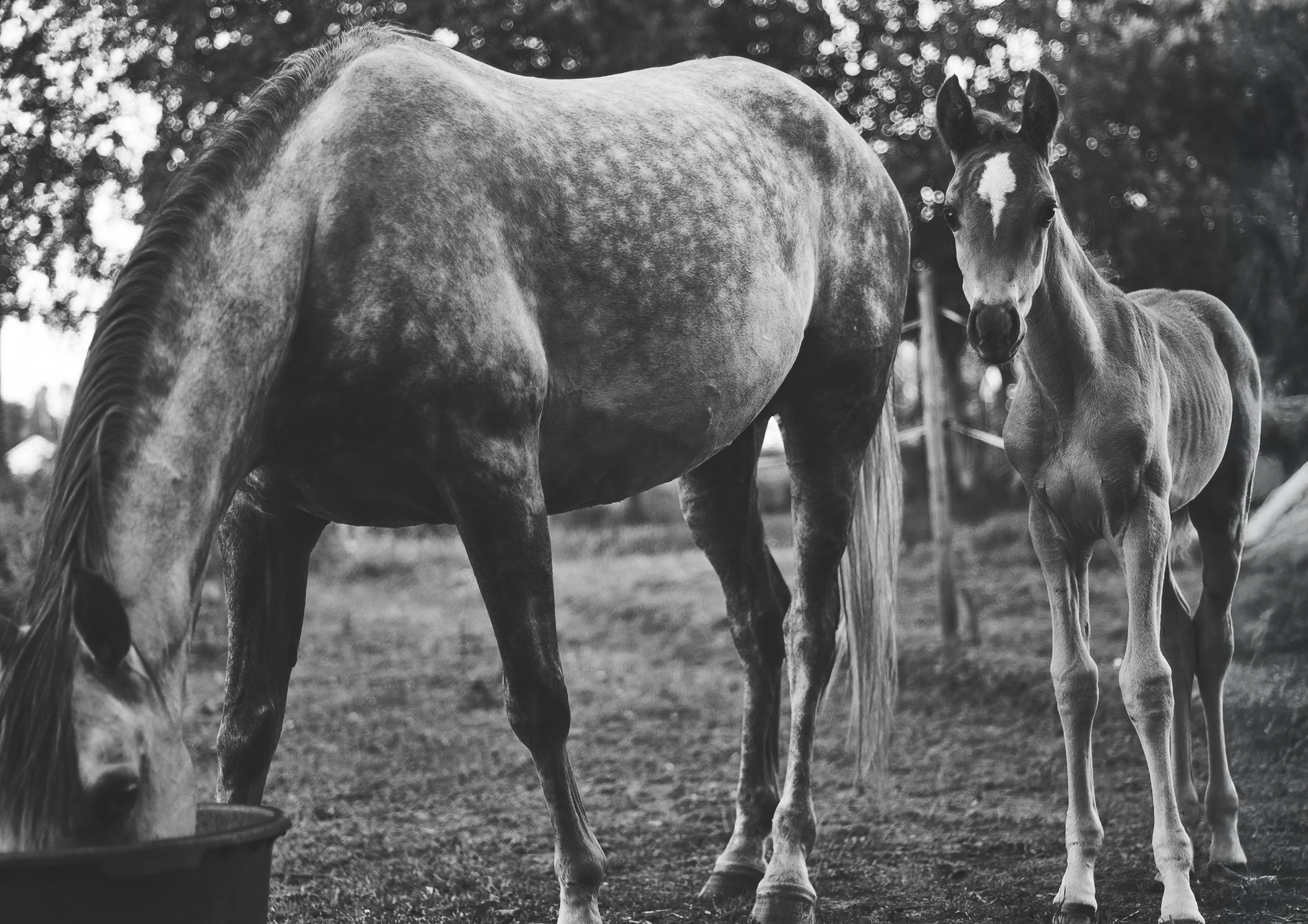 Horse and Foal_Fineart_A4.jpg