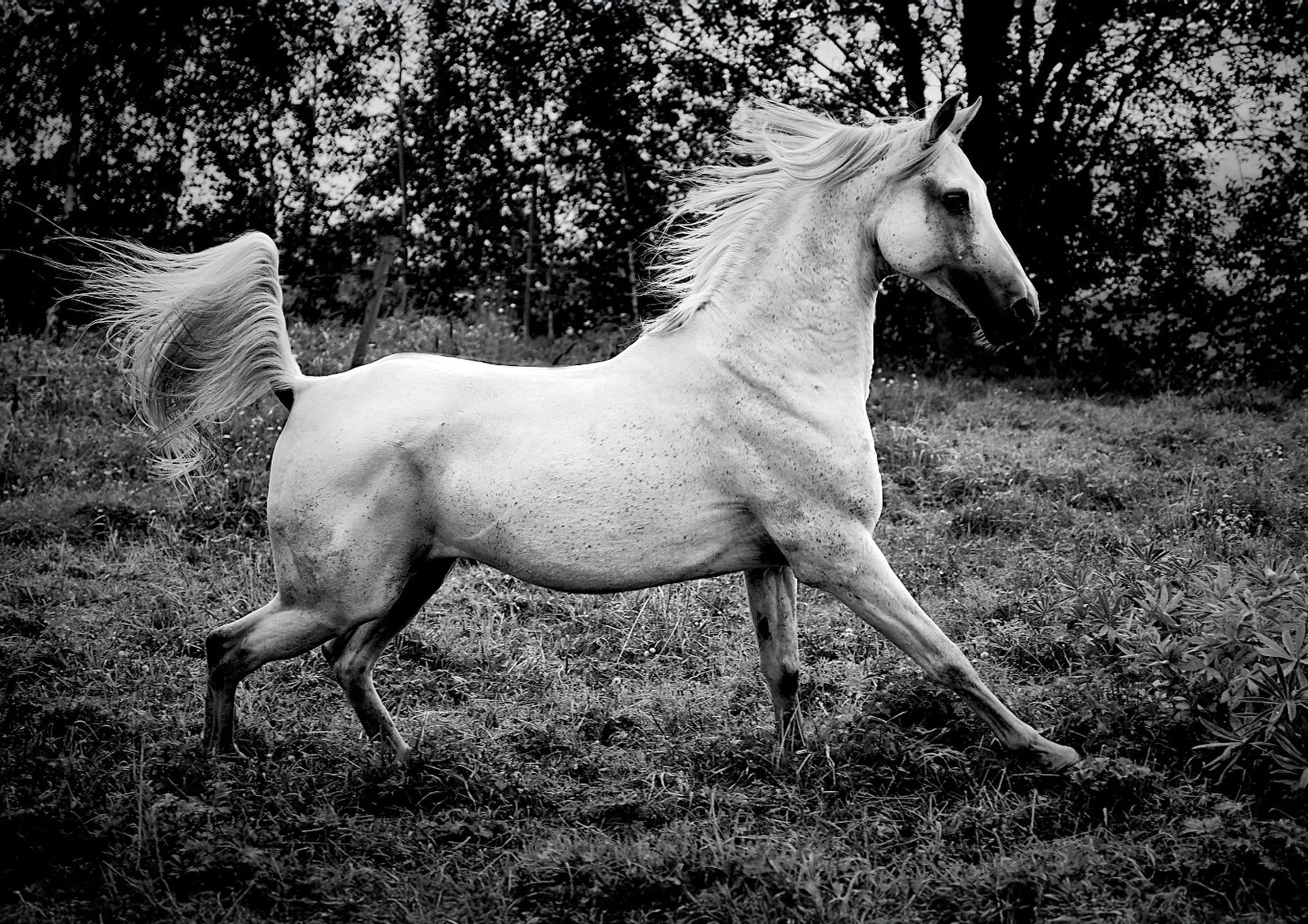 Comet Arabian Stallion