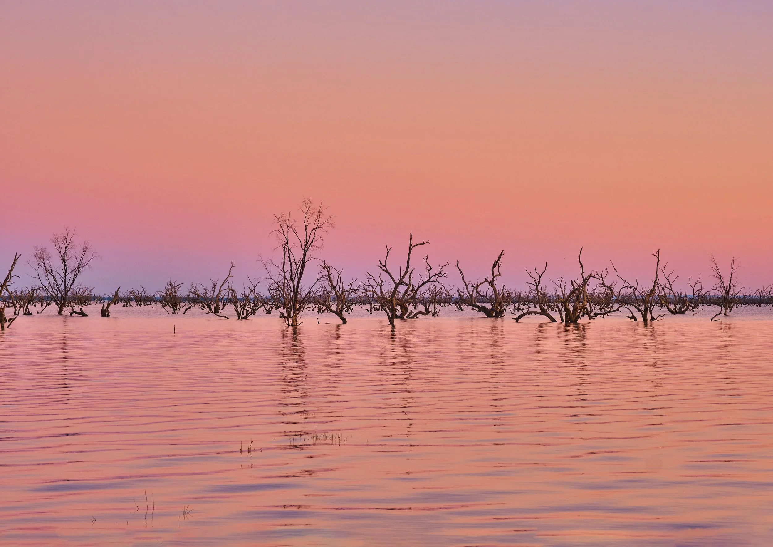 Menindee Lakes Sunset Fuchsia Trees and Burning Lines set of 2 A1 framed under perspex wood frame