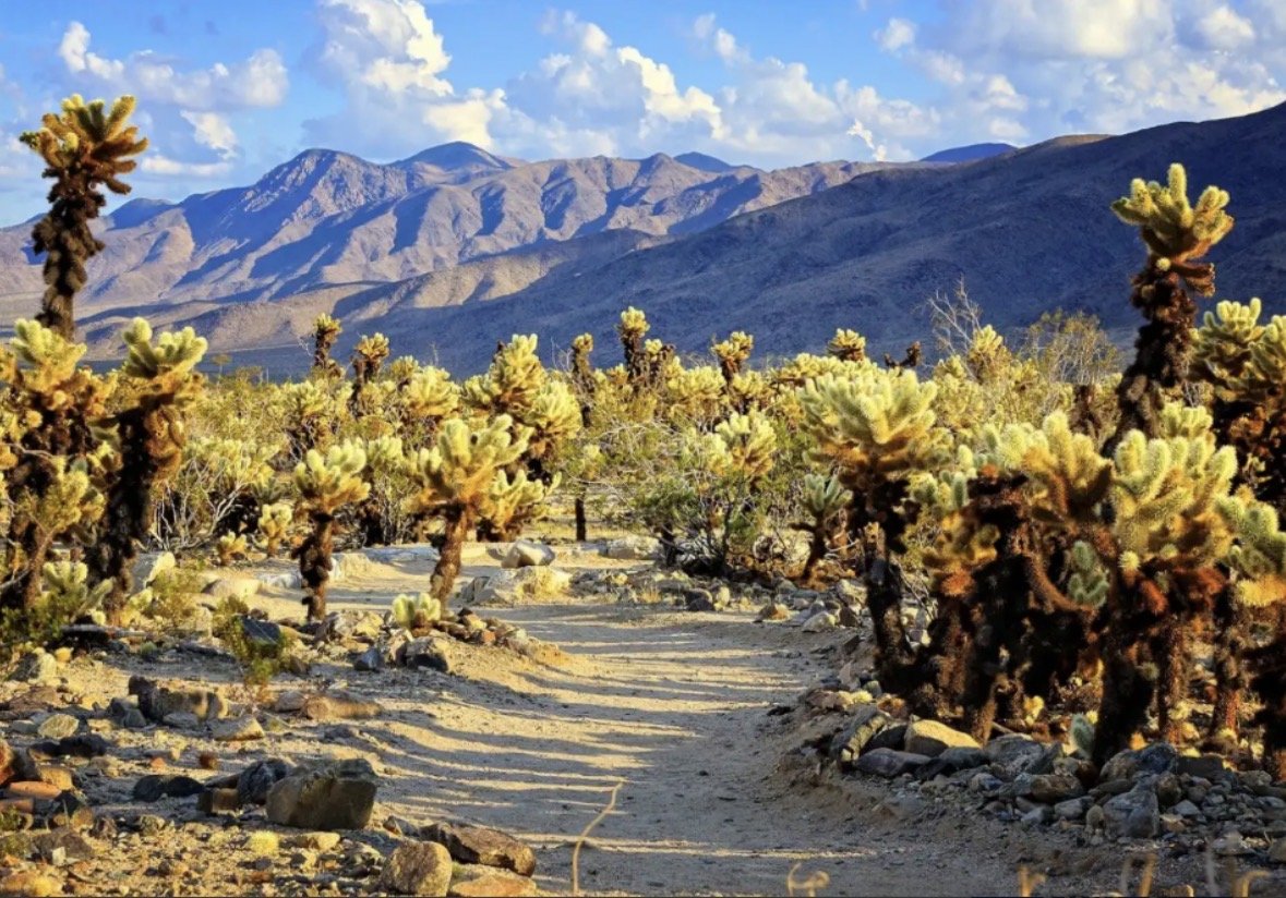 The Local Questions, Vol. 9 | Field Notes From Palm Springs: Guest Complaints