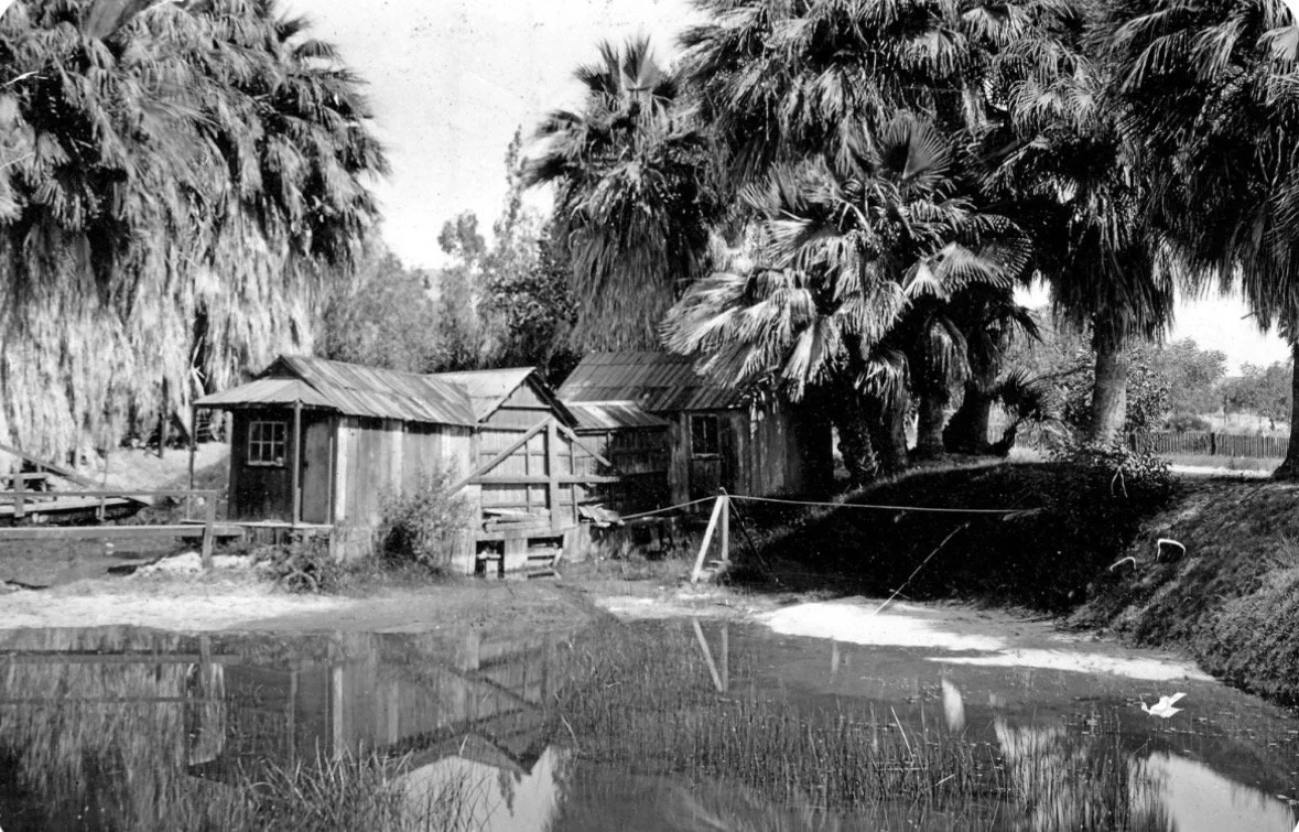 Local Questions, Vol. 12 | Field Notes From Palm Springs: Getting in Hot Water, Bears and Other Matters of Great Concern
