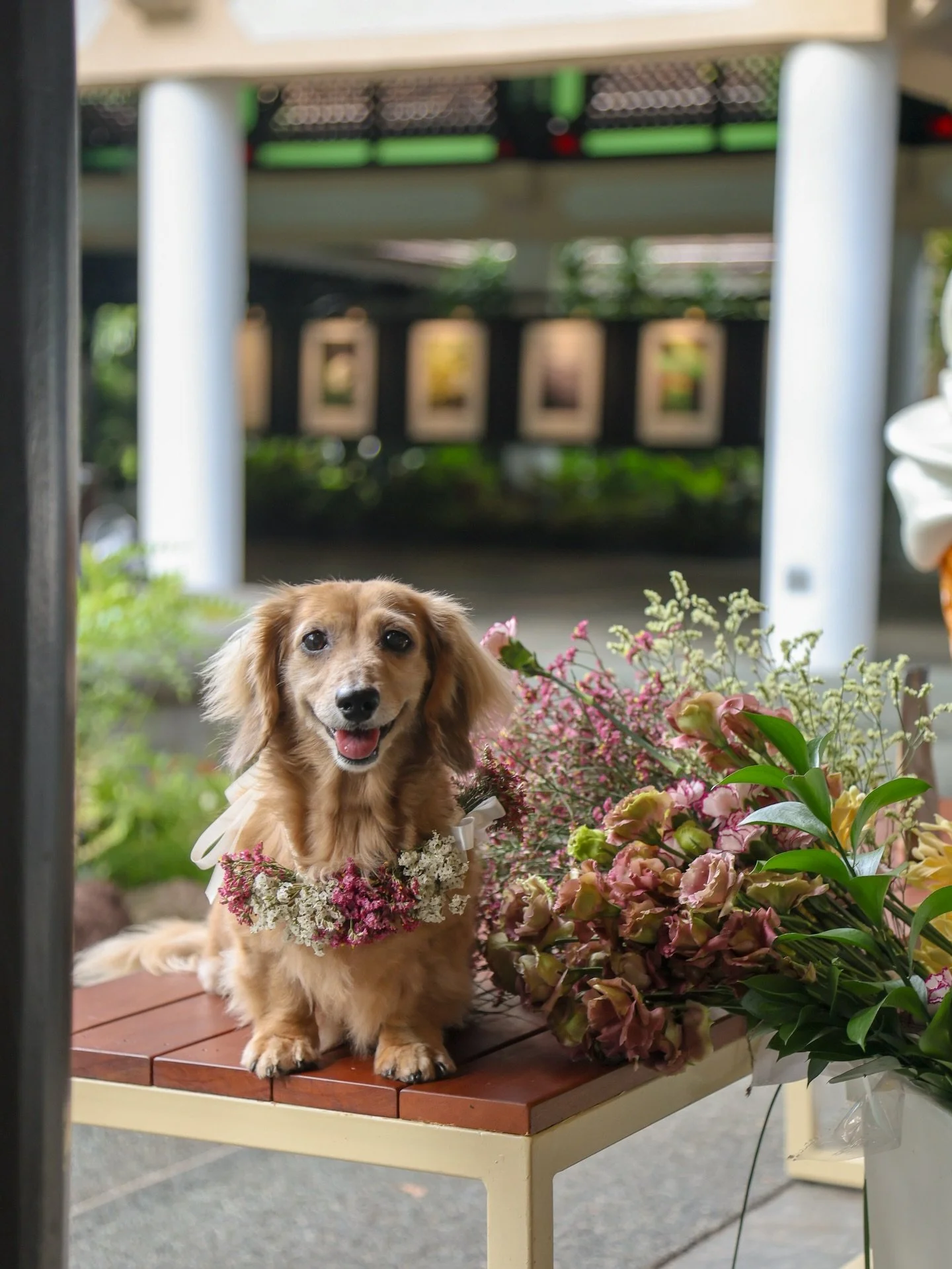 Not forgetting the dog mums and their furkids, too. 

A little floral crown for the ones celebrating together, from the cutest puppers stealing the spotlight to the mums who love them endlessly. 

Make a pit stop at our DIY Flower Bar by @echevaria.c