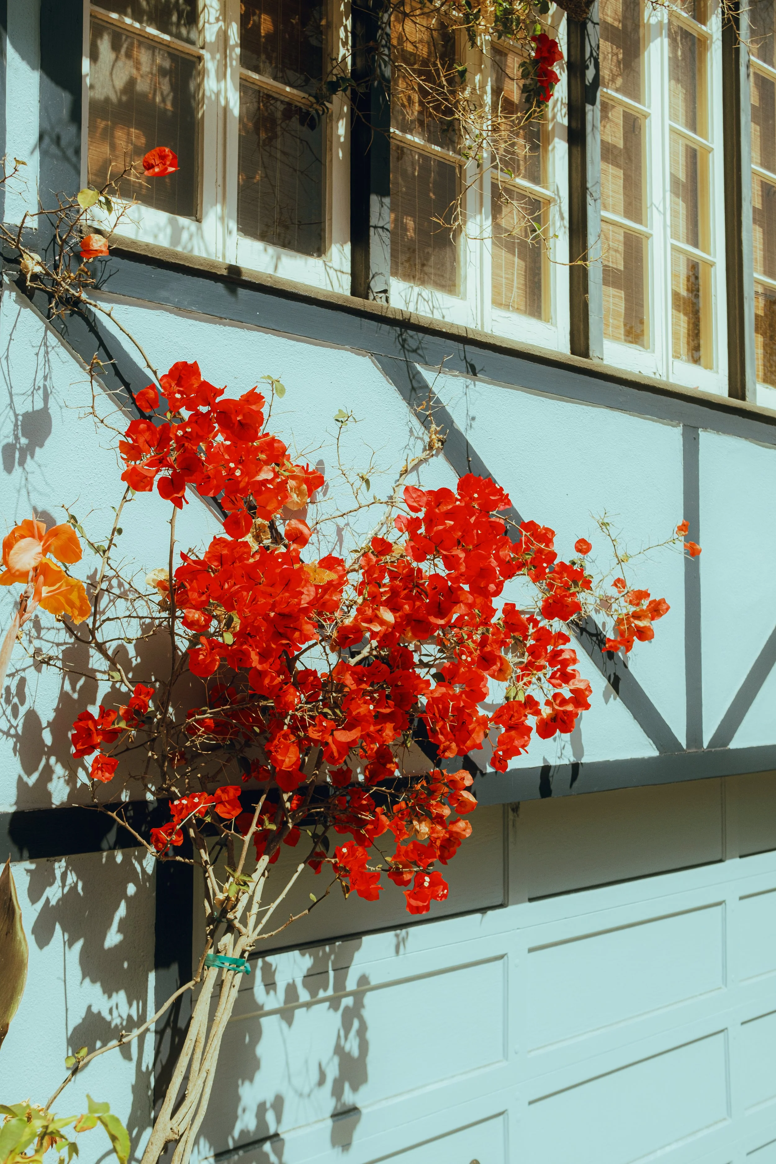 SAN FRANSISCO FLOWER.jpg