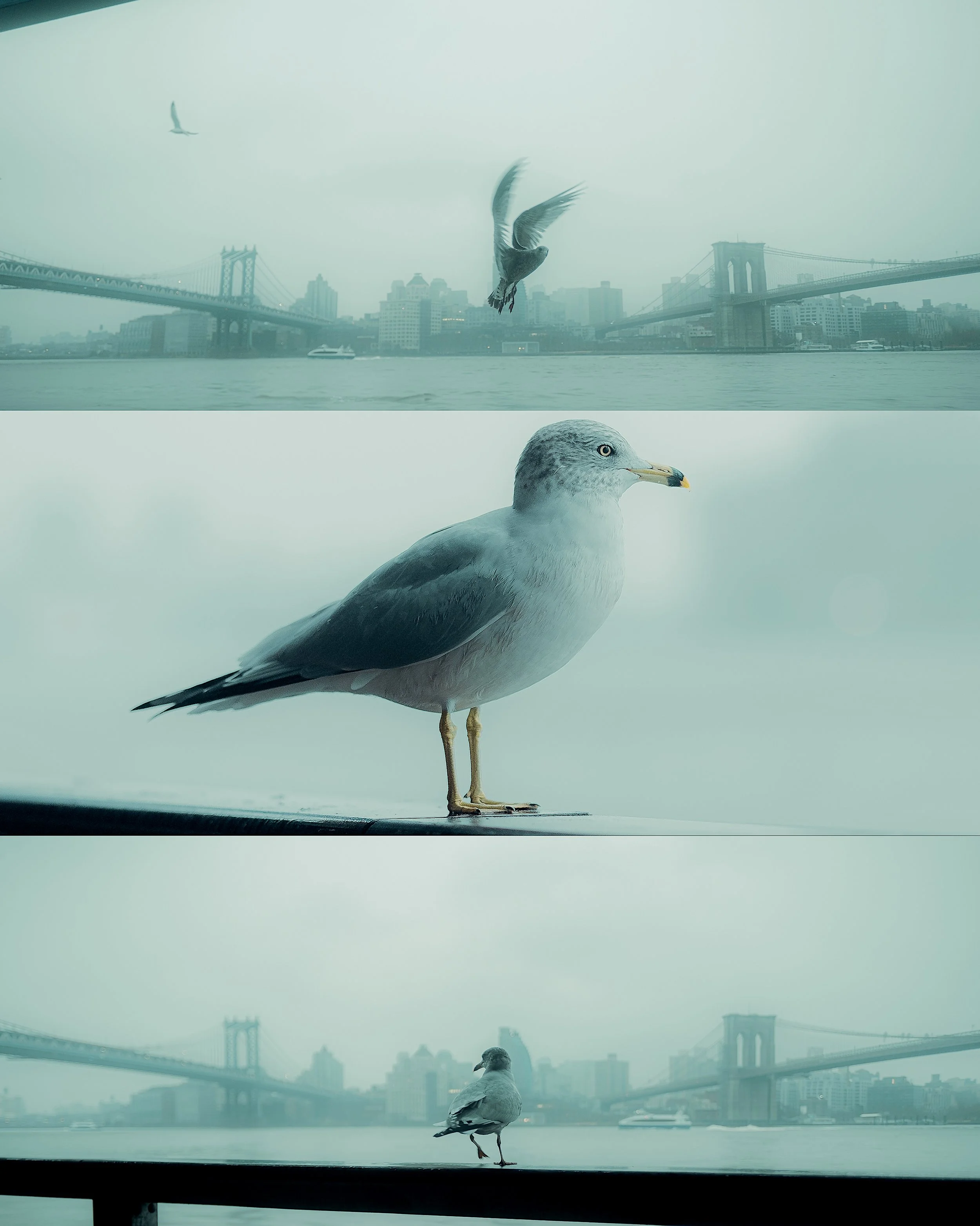 Seagul 3 S Sharpen.jpg