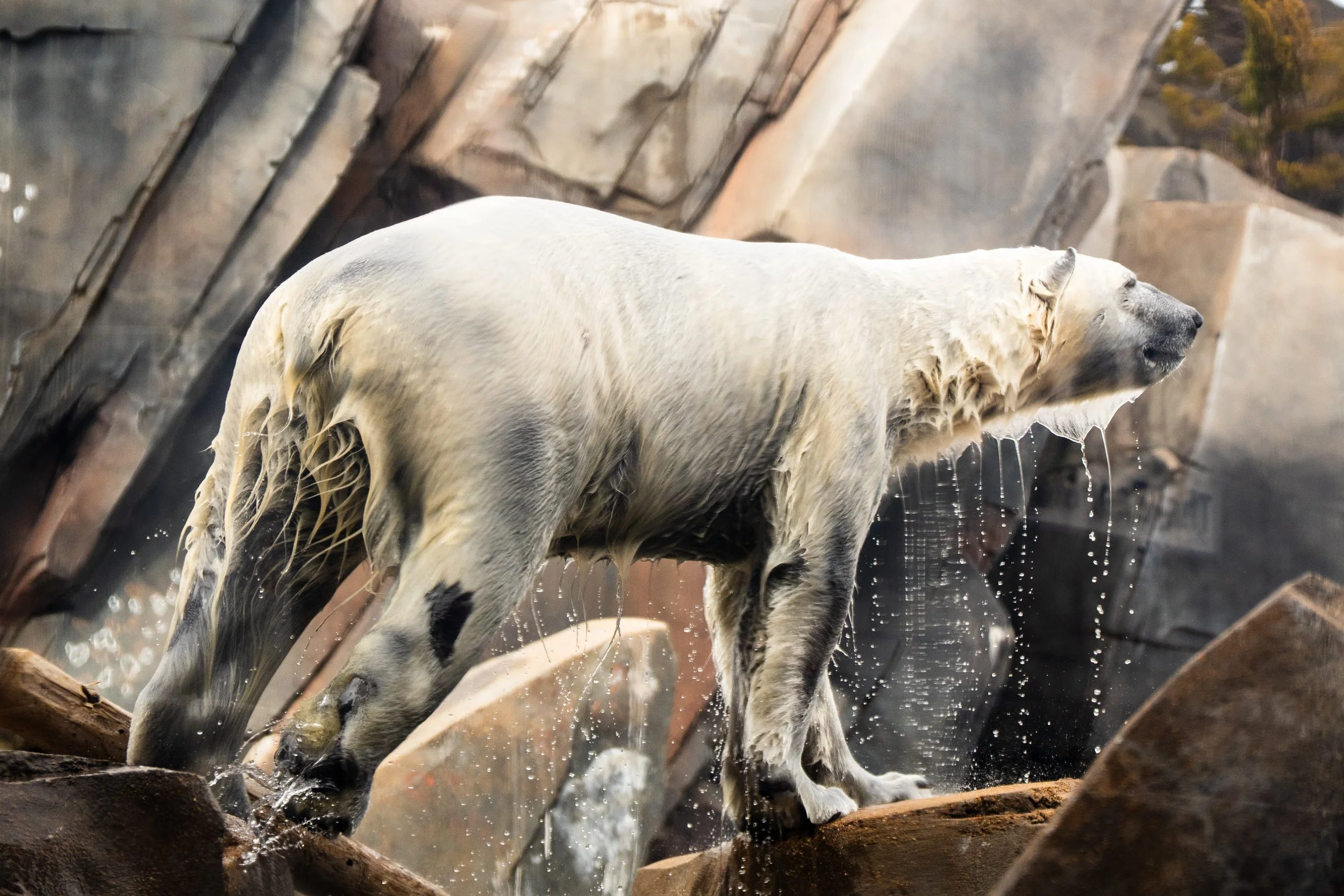preisdents day zoo trip 2026-03 (1).jpg