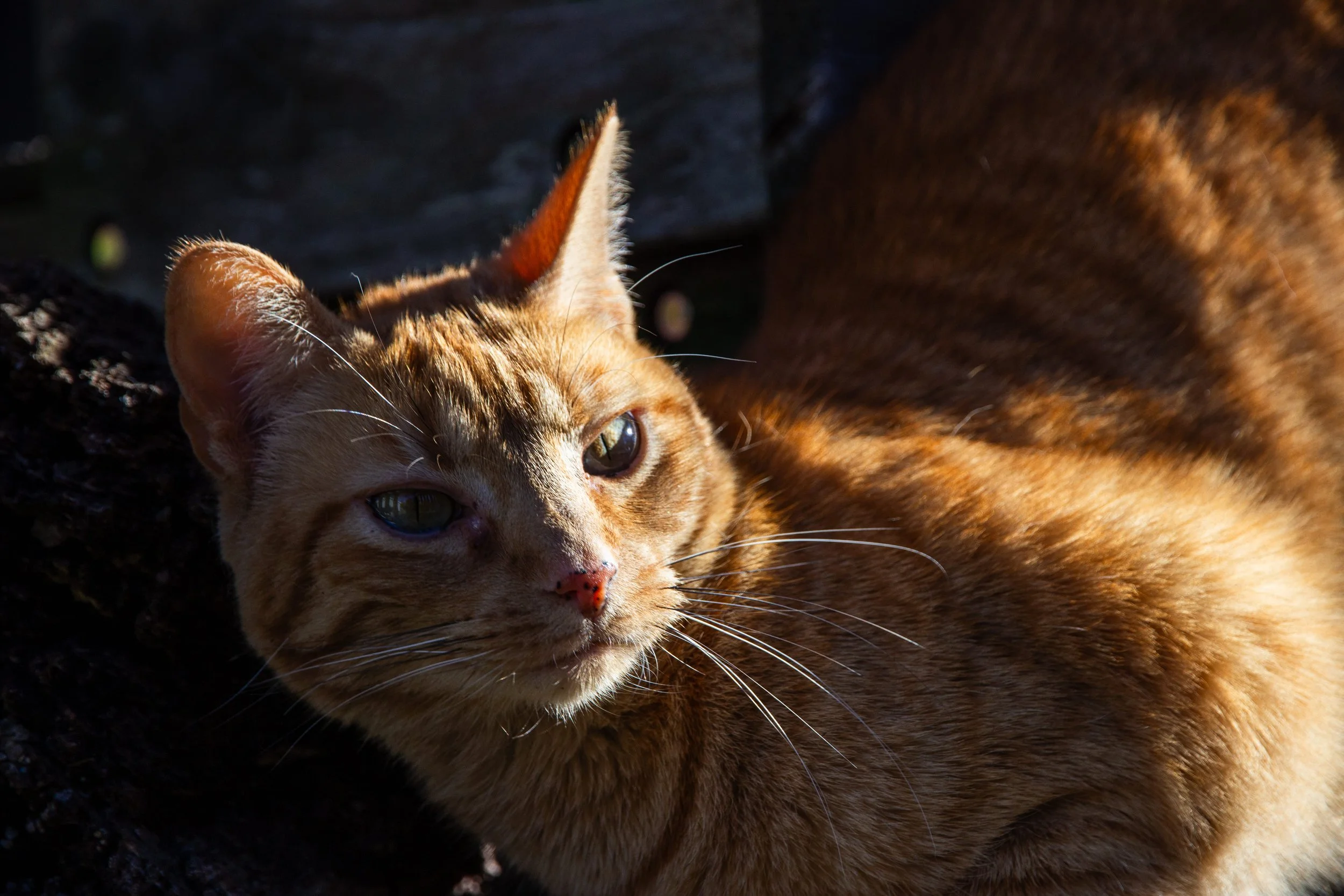 Thanksgiving 2023 38.jpg