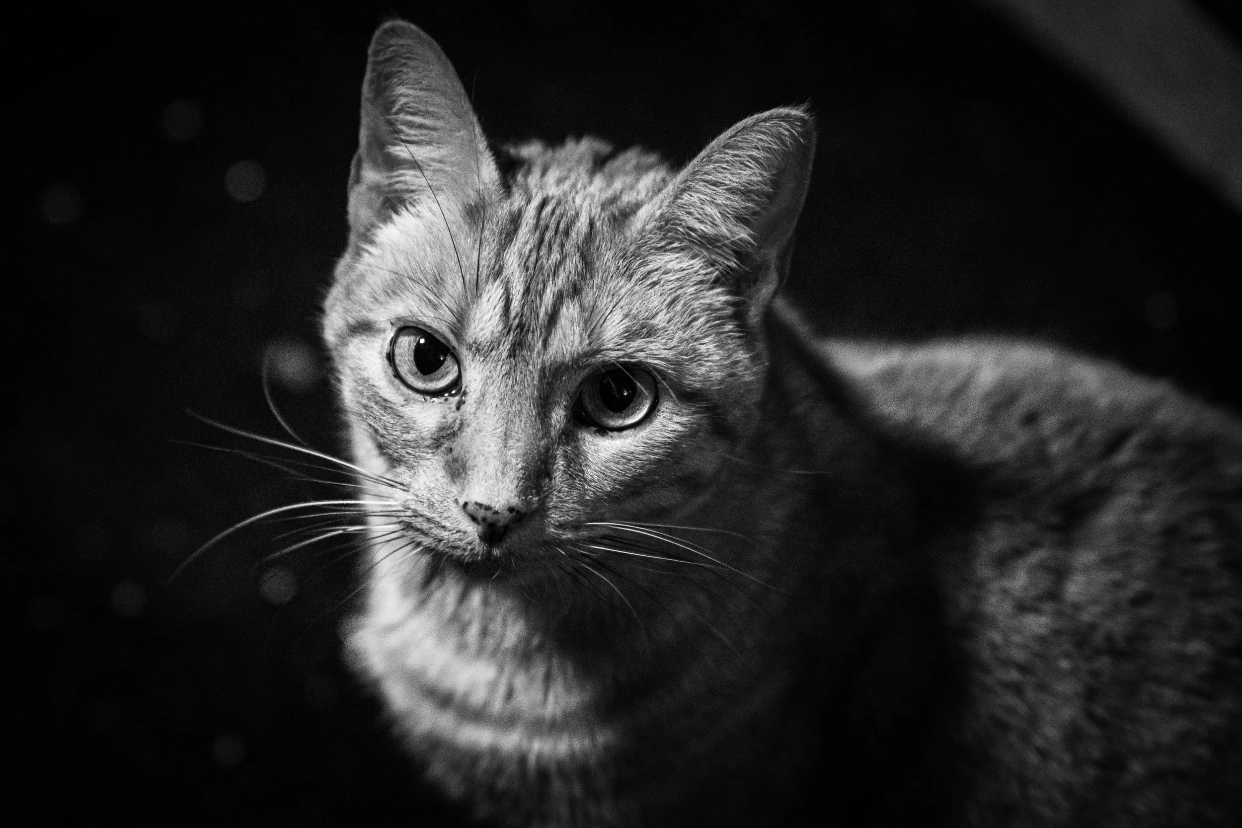 turtle the cat december 23rd-01.jpg